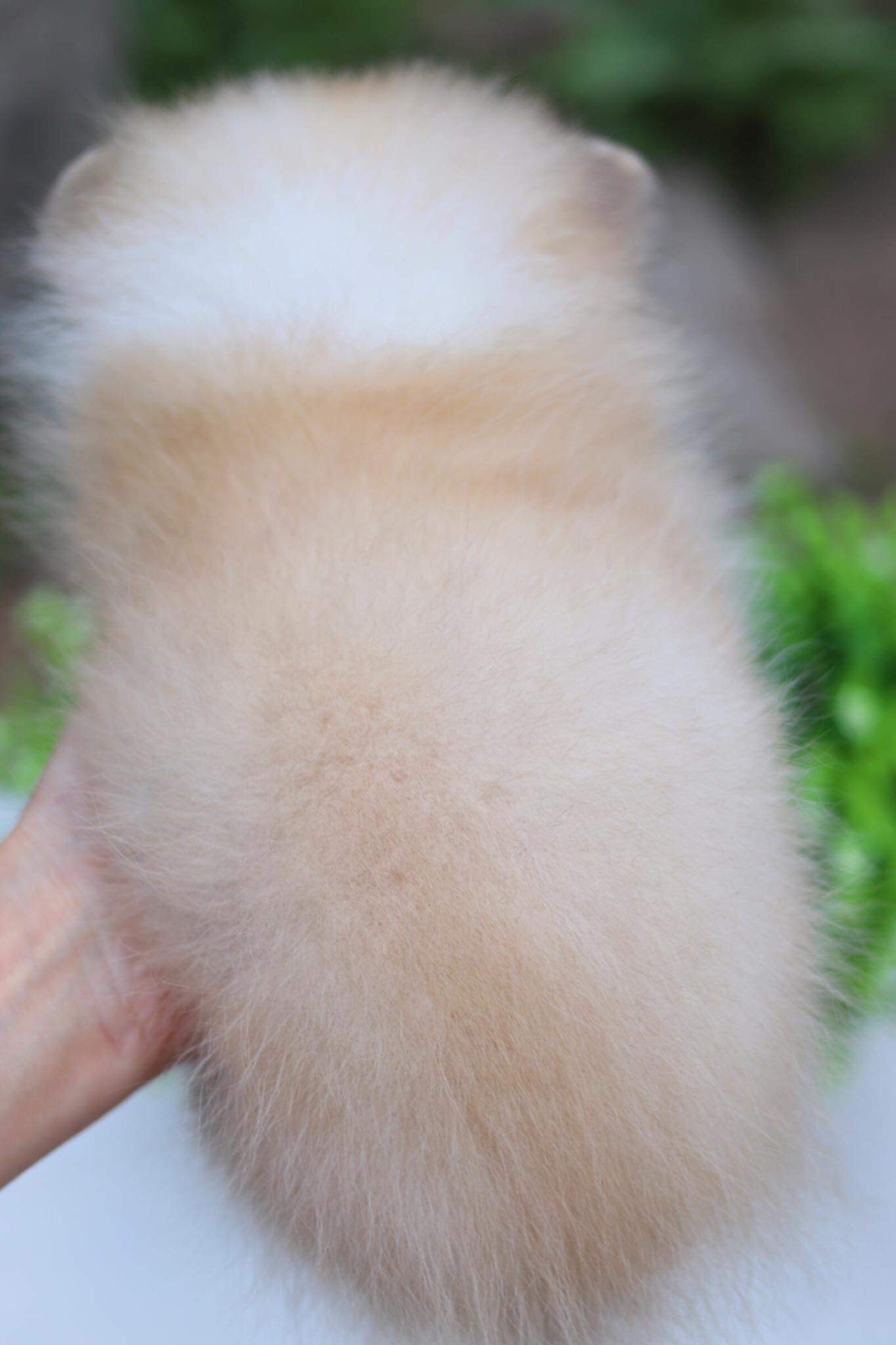 ปอมเมอเรเนียน เพศเมีย