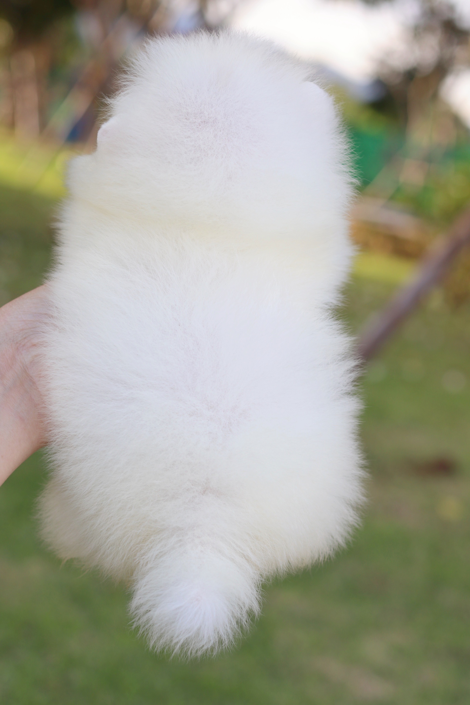 ปอมเมอเรเนียน เพศผู้ สีขาวครีม ไซส์เล็ก