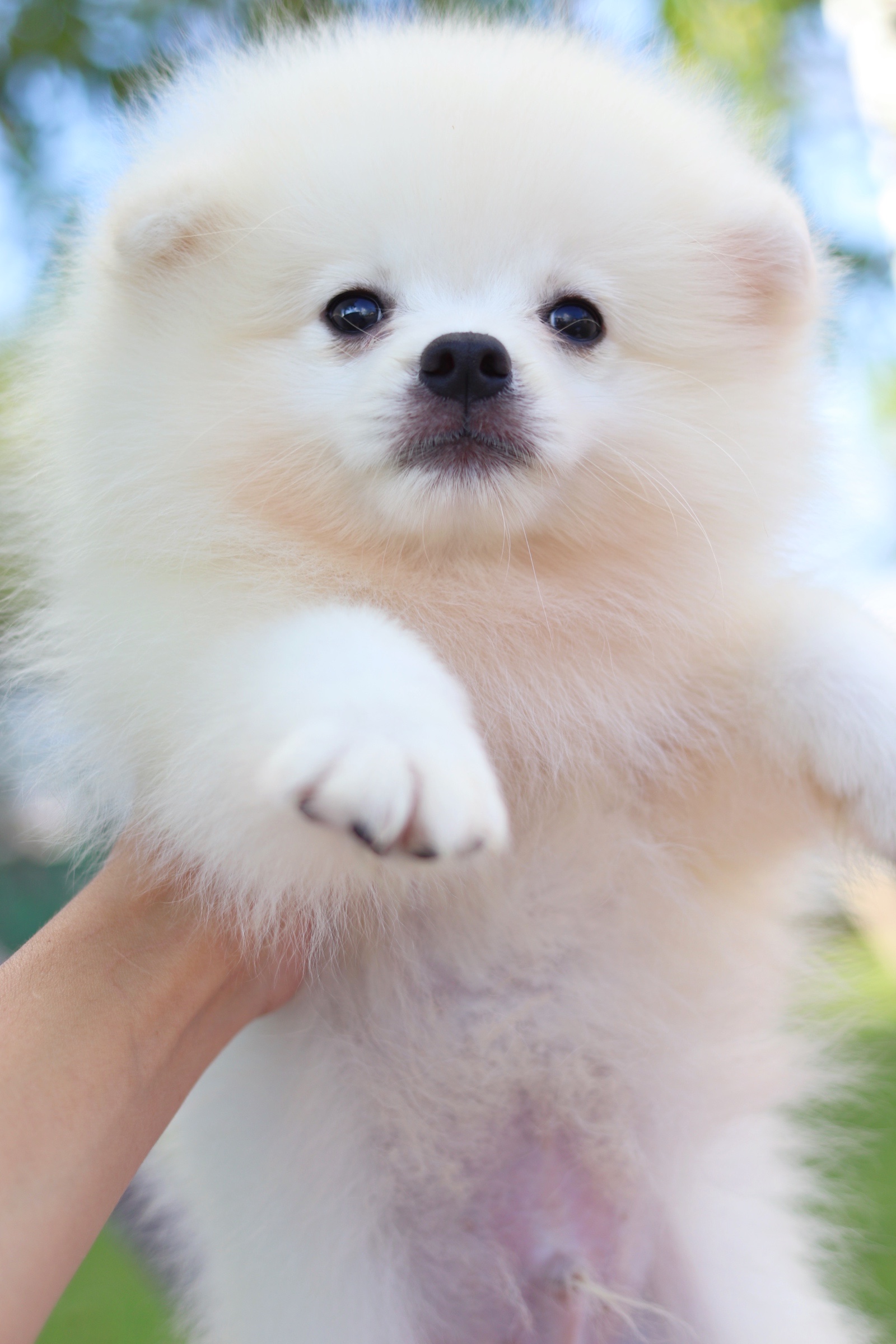 ปอมเมอเรเนียน เพศผู้ สามเดือน สีขาวครีม