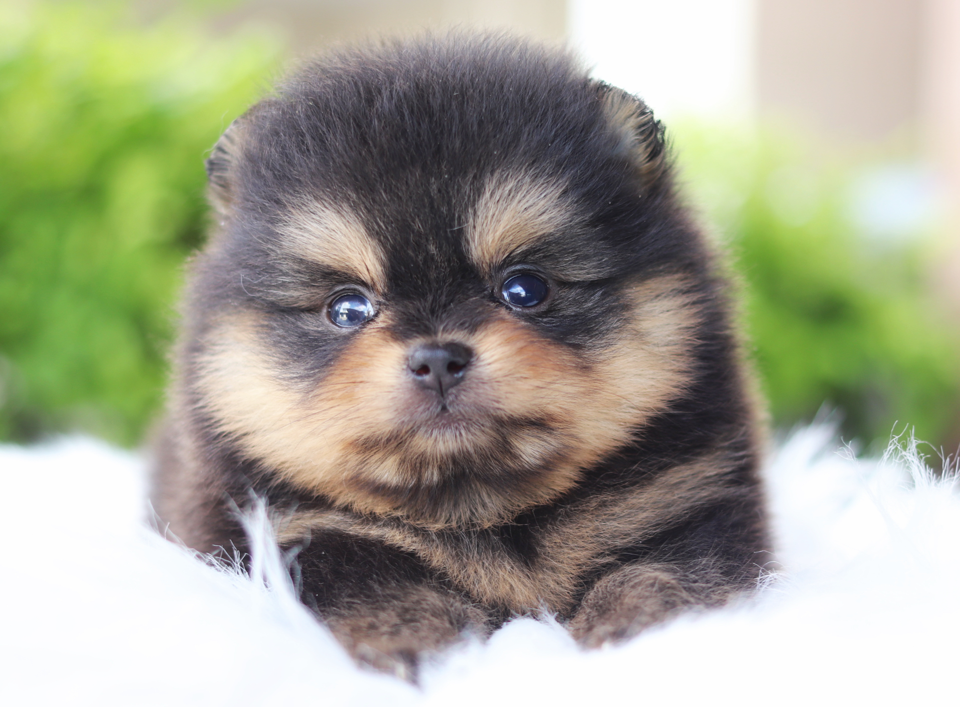 ปอมเมอเรเนียน เพศเมีย สีแบล็คแทน