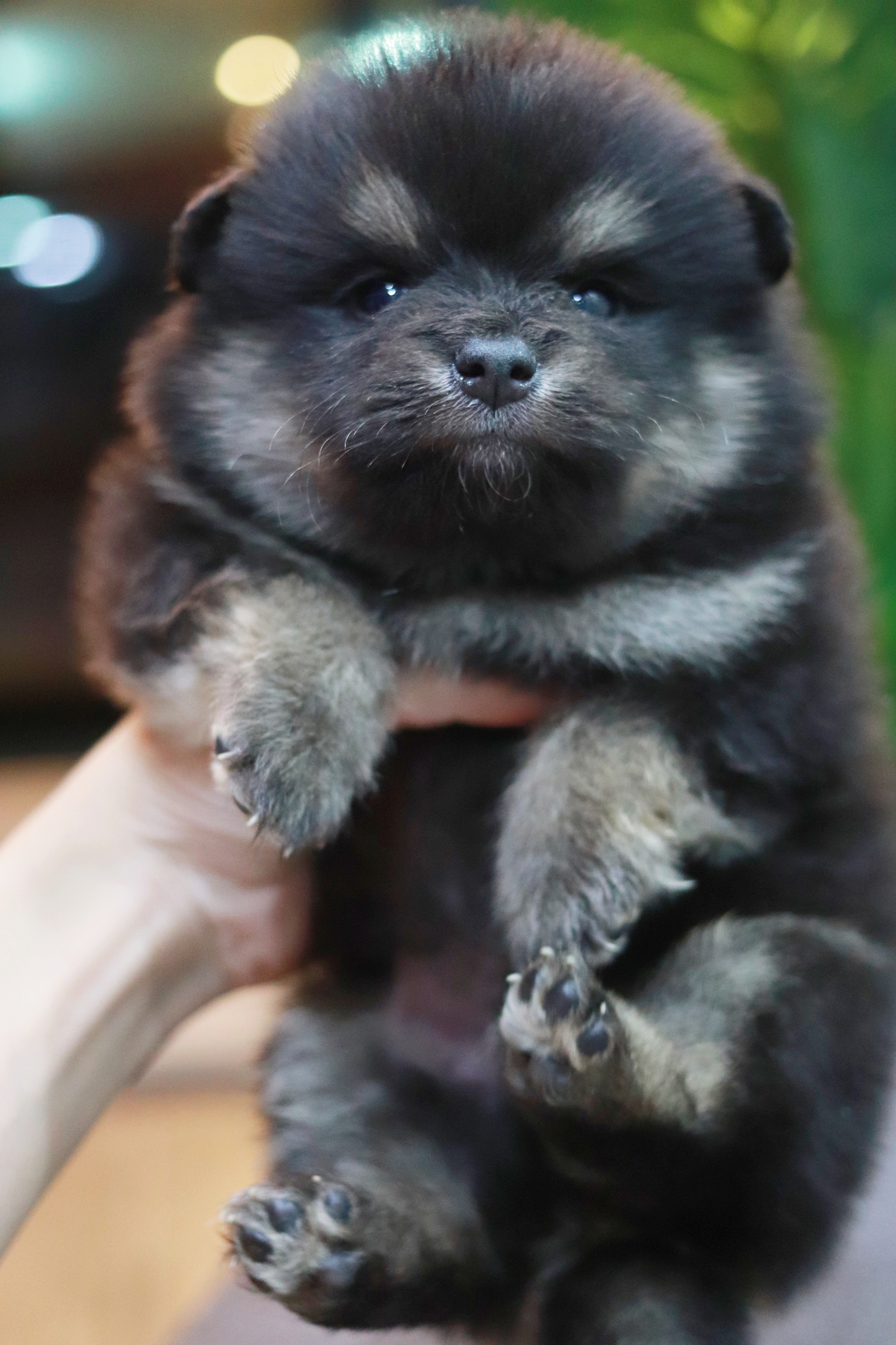 ปอมเมอเรเนียน เพศผู้