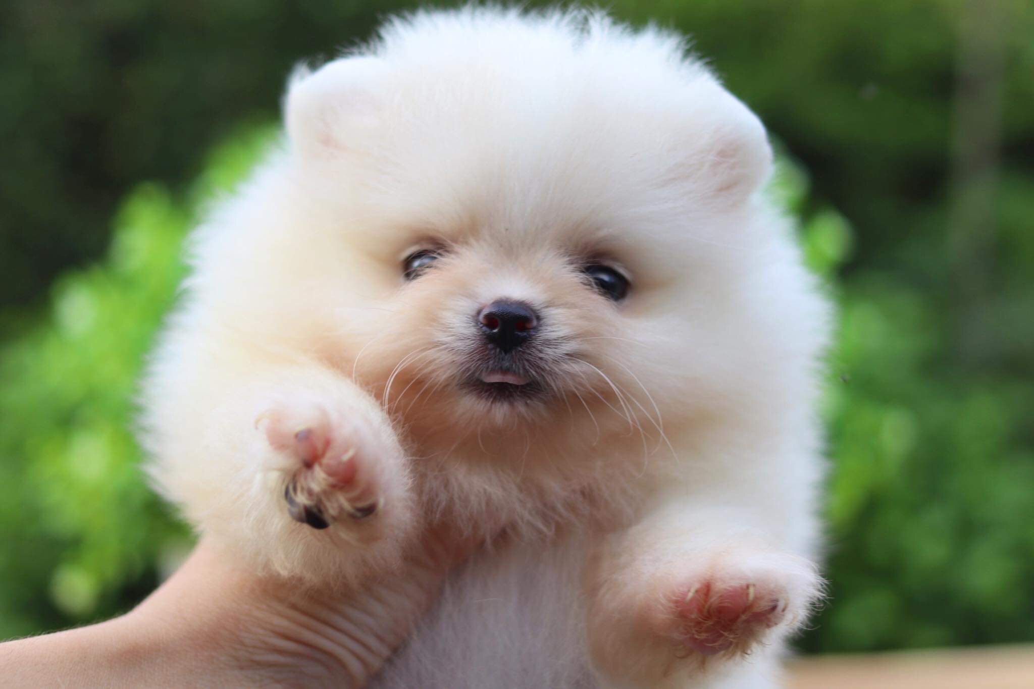 ปอมเมอเรเนียน เพศเมีย