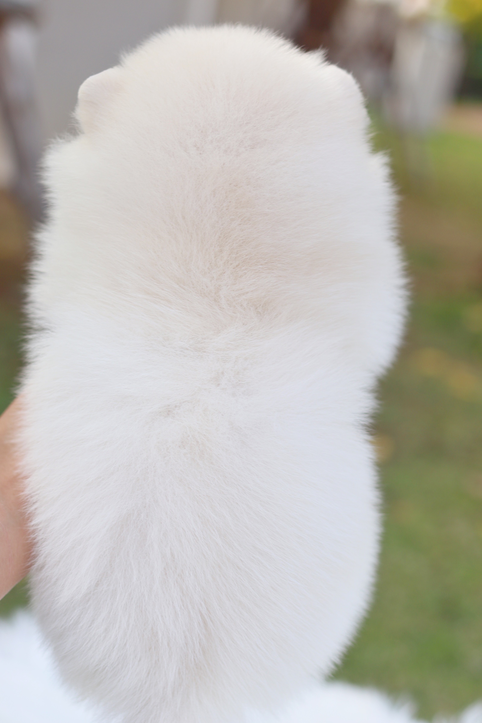 ปอมเมอเรเนียน เพศเมียสีขาวครีม