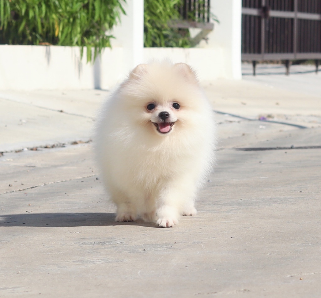 ปอมเมอเรเนียน เพศเมียสีขาวครีม