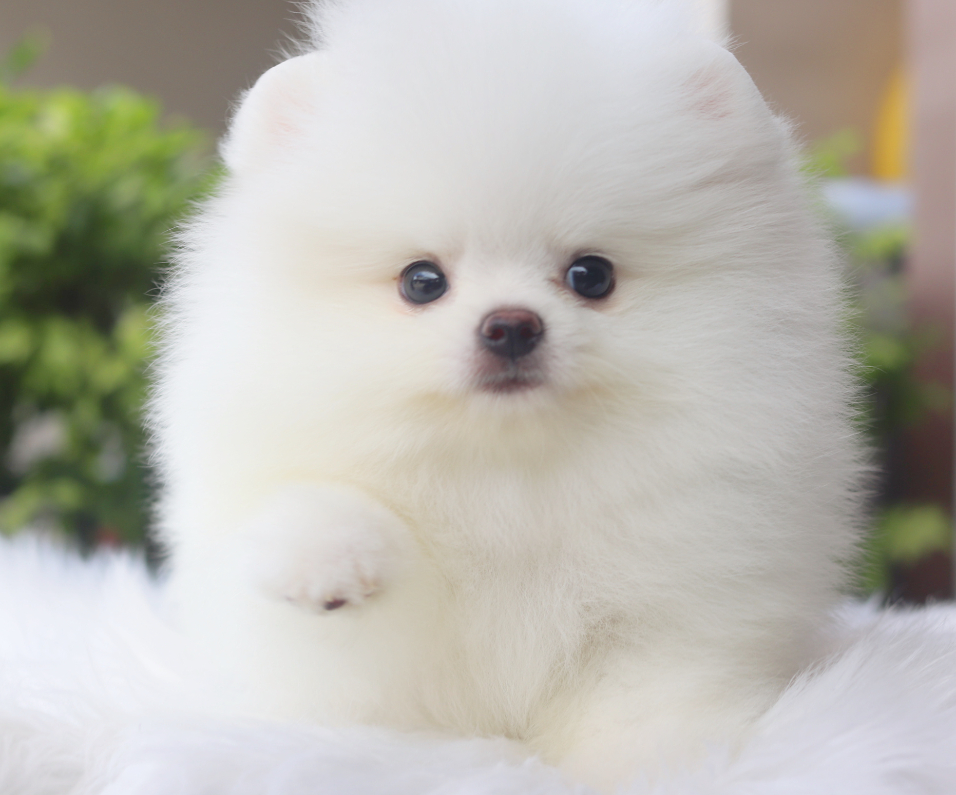 ปอมเมอเรเนียน เพศเมียสีขาวครีมเกรดโชว์