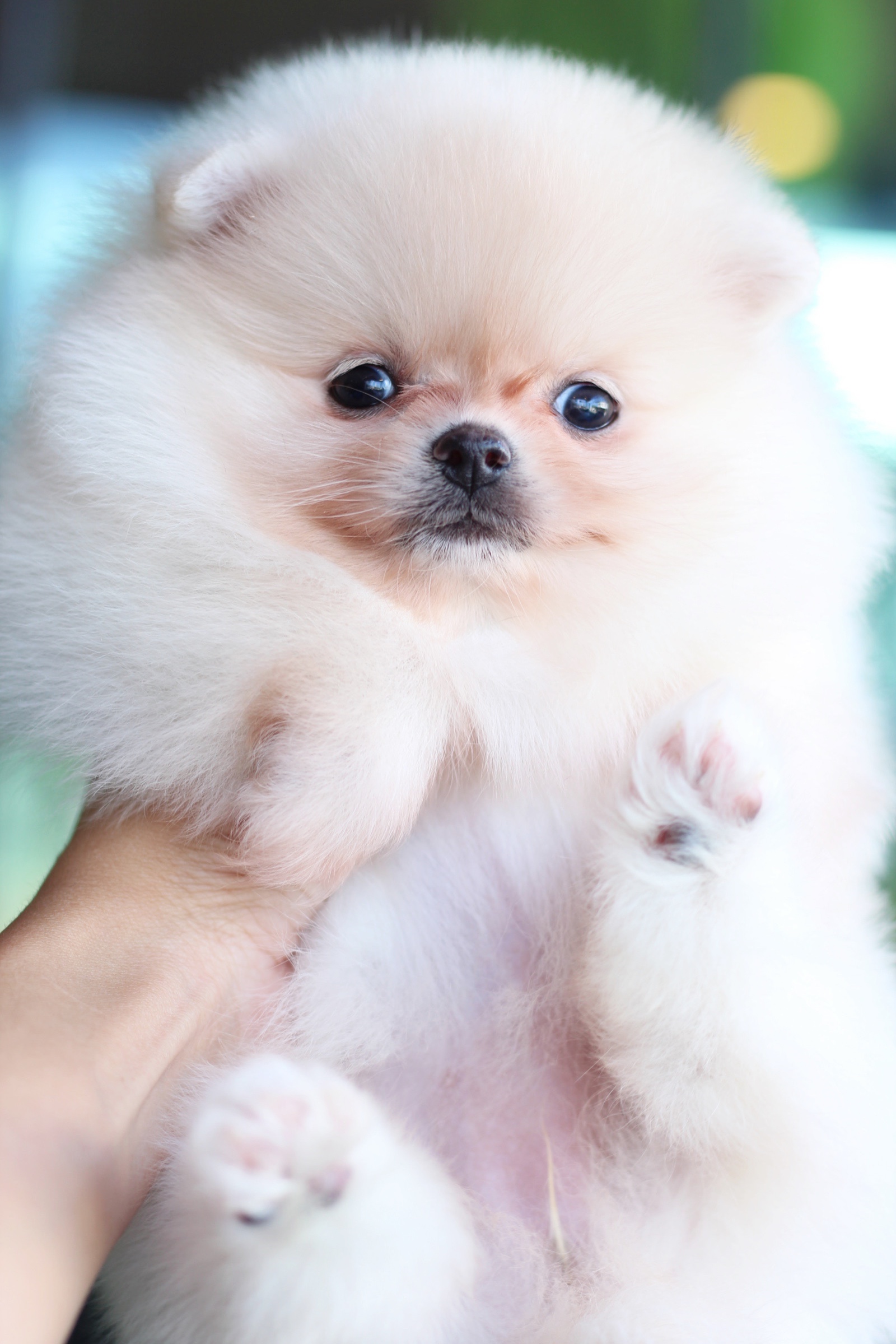 ปอมเมอเรเนียน เพศเมียสีครีม