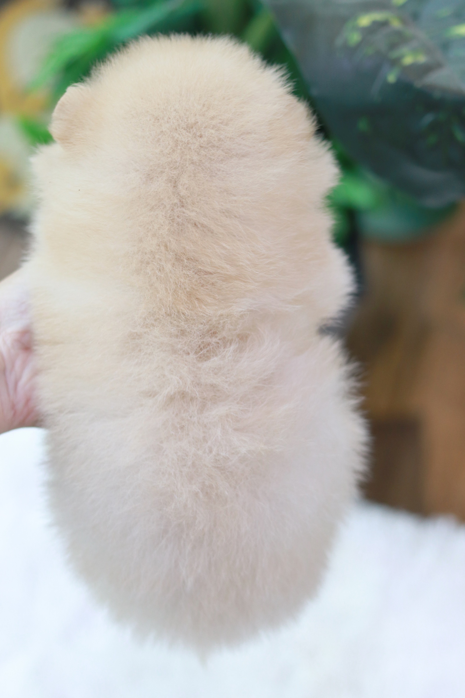 ปอมเมอเรเนียน เพศเมียครีม