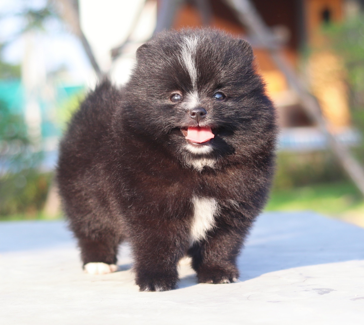 ปอมเมอเรเนียน เพศผู้ สีดำ