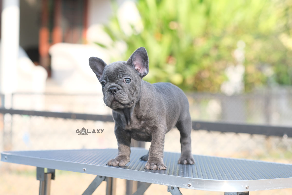 เด็กหญิงสีบลู ตาสีฟ้า สีหายาก , ได้รับการฉีดวัคซีนรวมป้องกัน5โรค , ถ่ายพยาธิตามกำหนด ก่อนการส่งมอบ , มีบริการส่งน้องต่างจังหวัด , สุนัขร่างกายสมบูรณ์แข็งแรง สุขภาพจิตดีทุกตัว