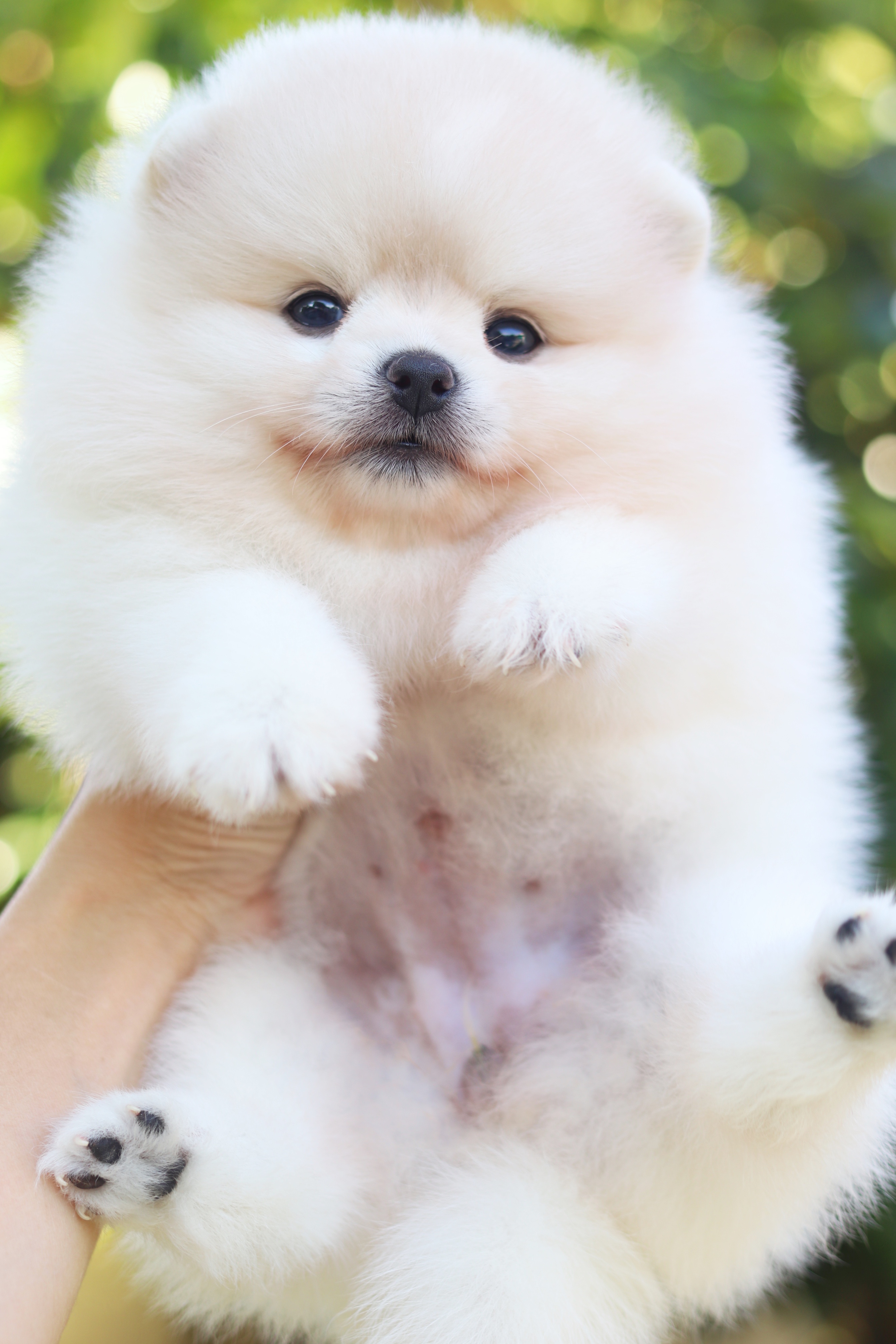 ปอมเมอเรเนียน เพศเมียสีขาวครีม