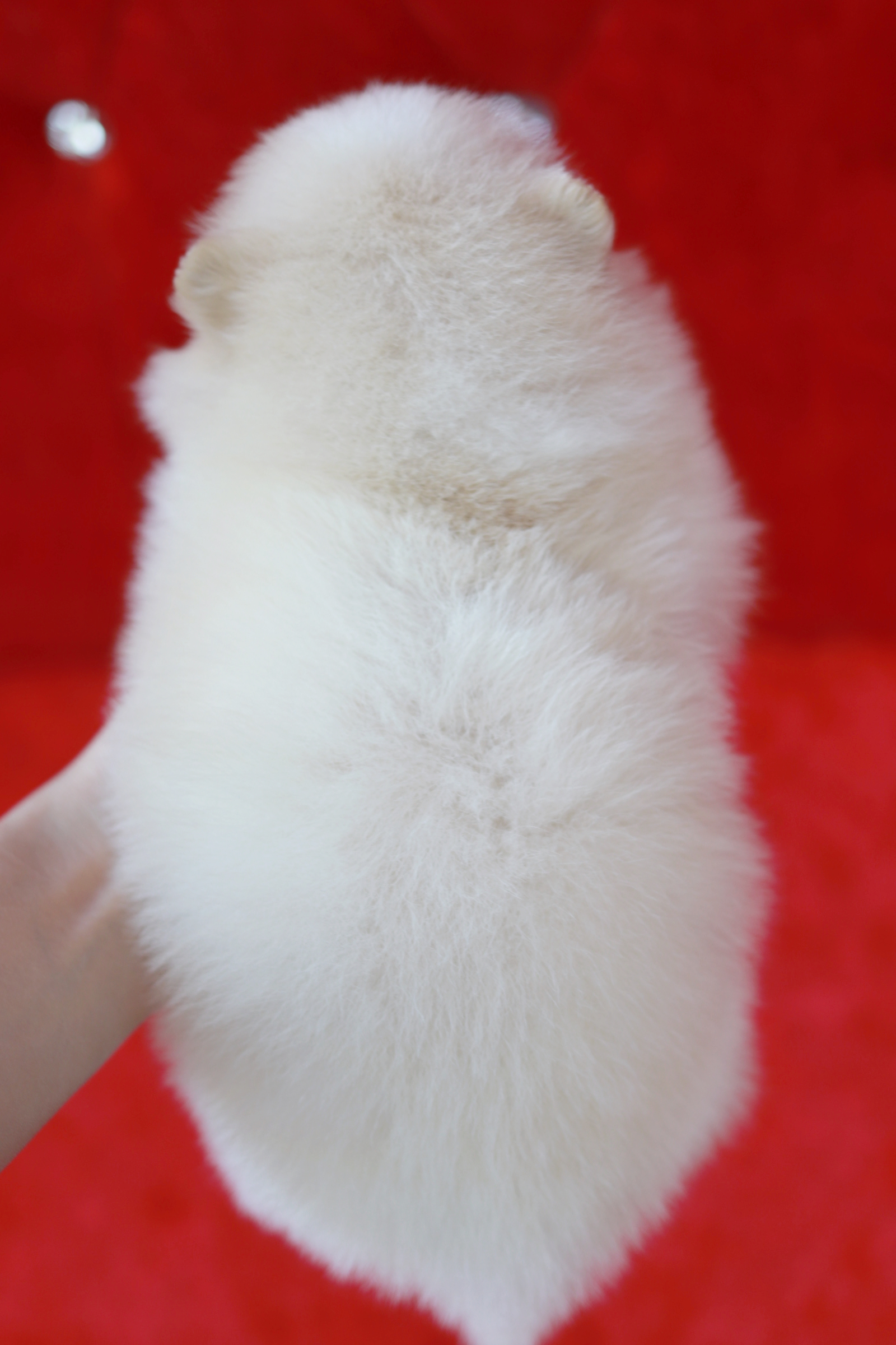 ปอมเมอเรเนียน เพศผู้