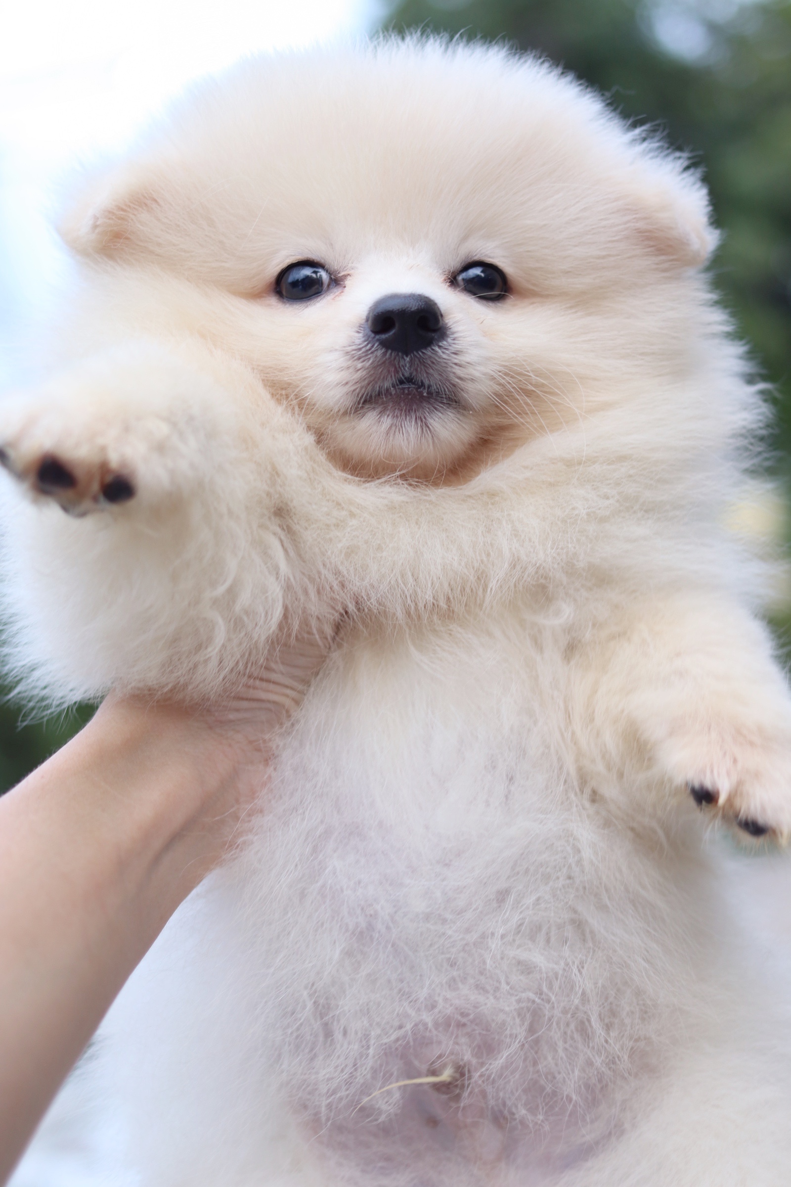 ปอมเมอเรเนียน เพศผู้ ขาวครีม