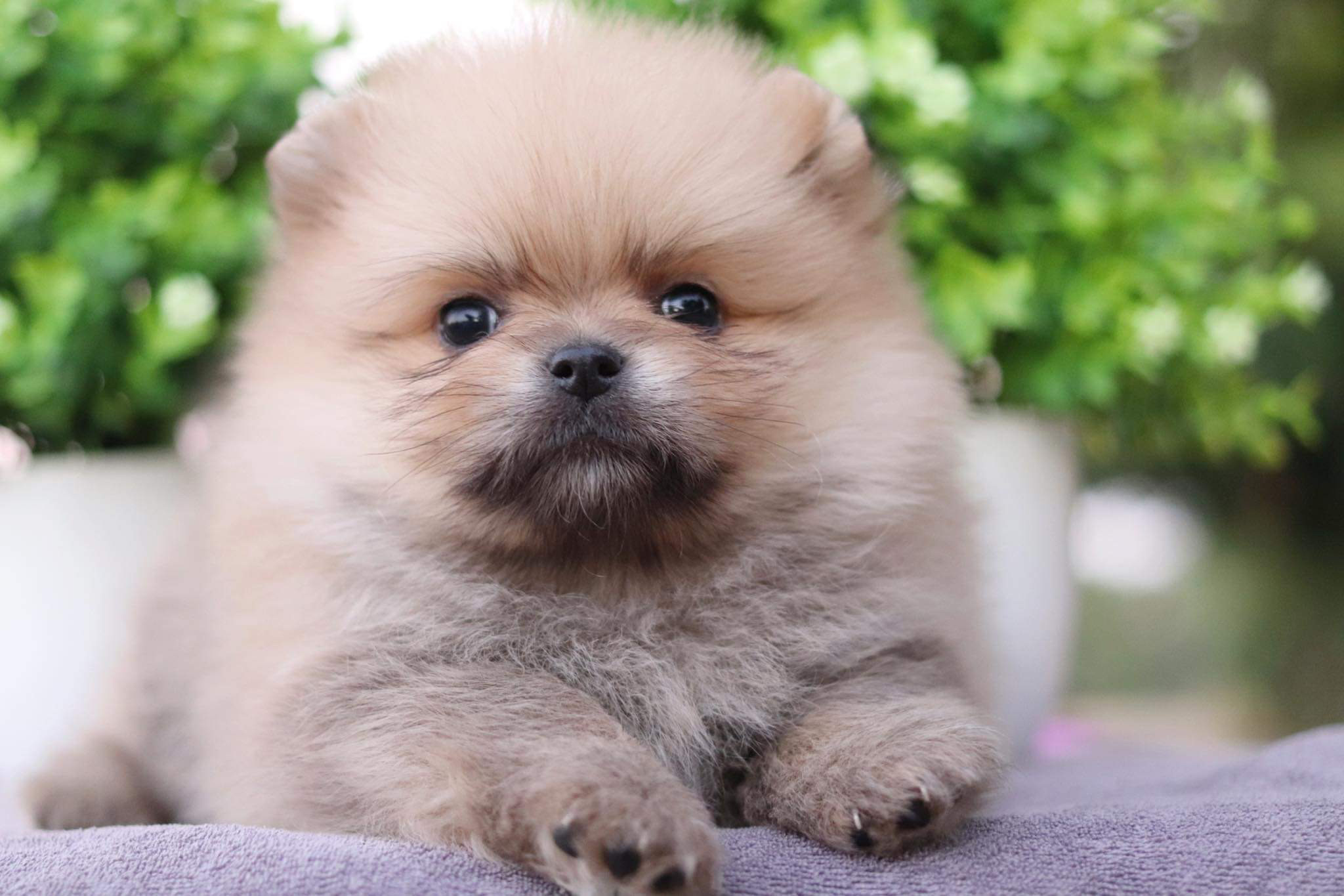 ปอมเมอเรเนียน เพศผู้