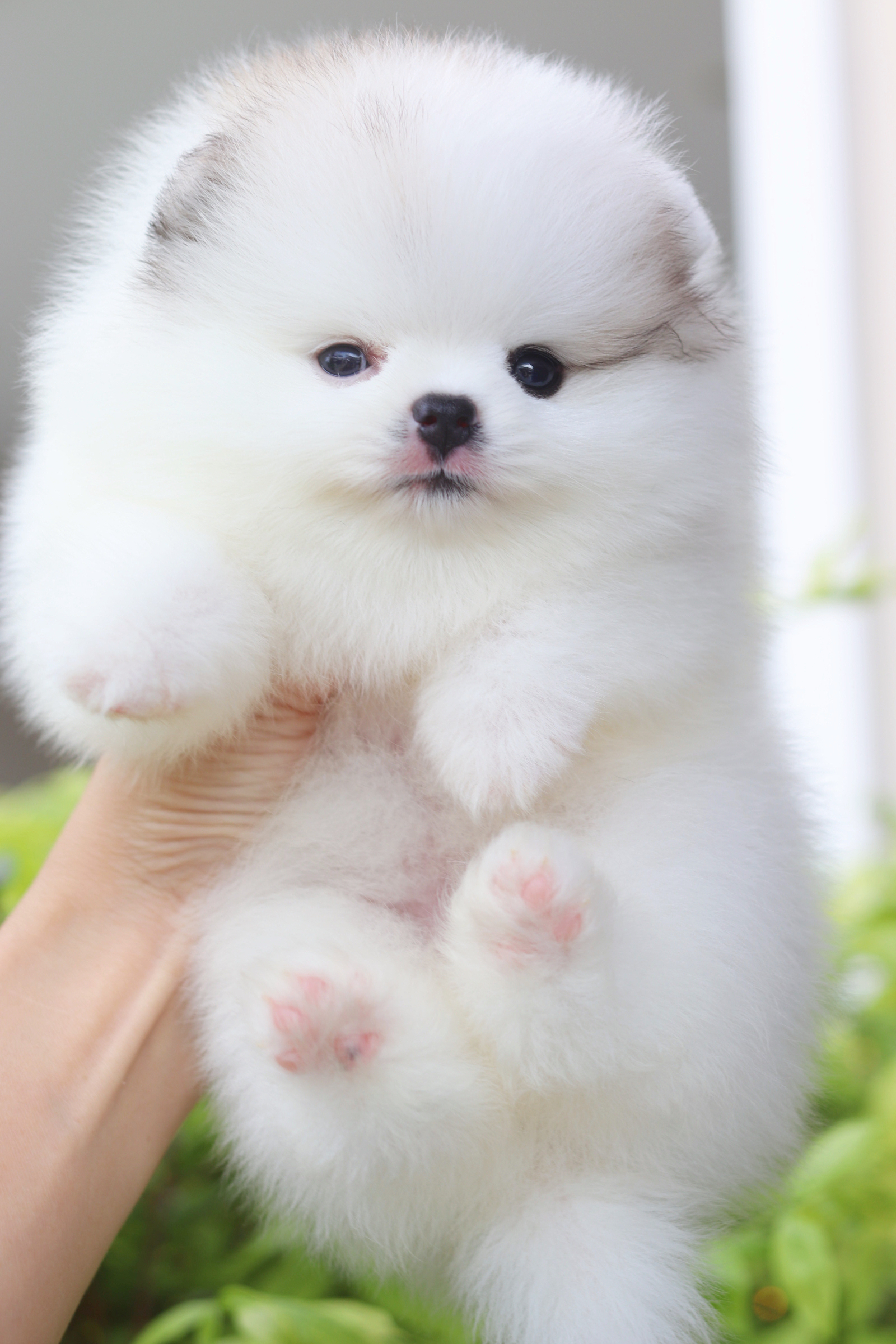 ปอมเมอเรเนียน เพศเมียสีแฟนซี