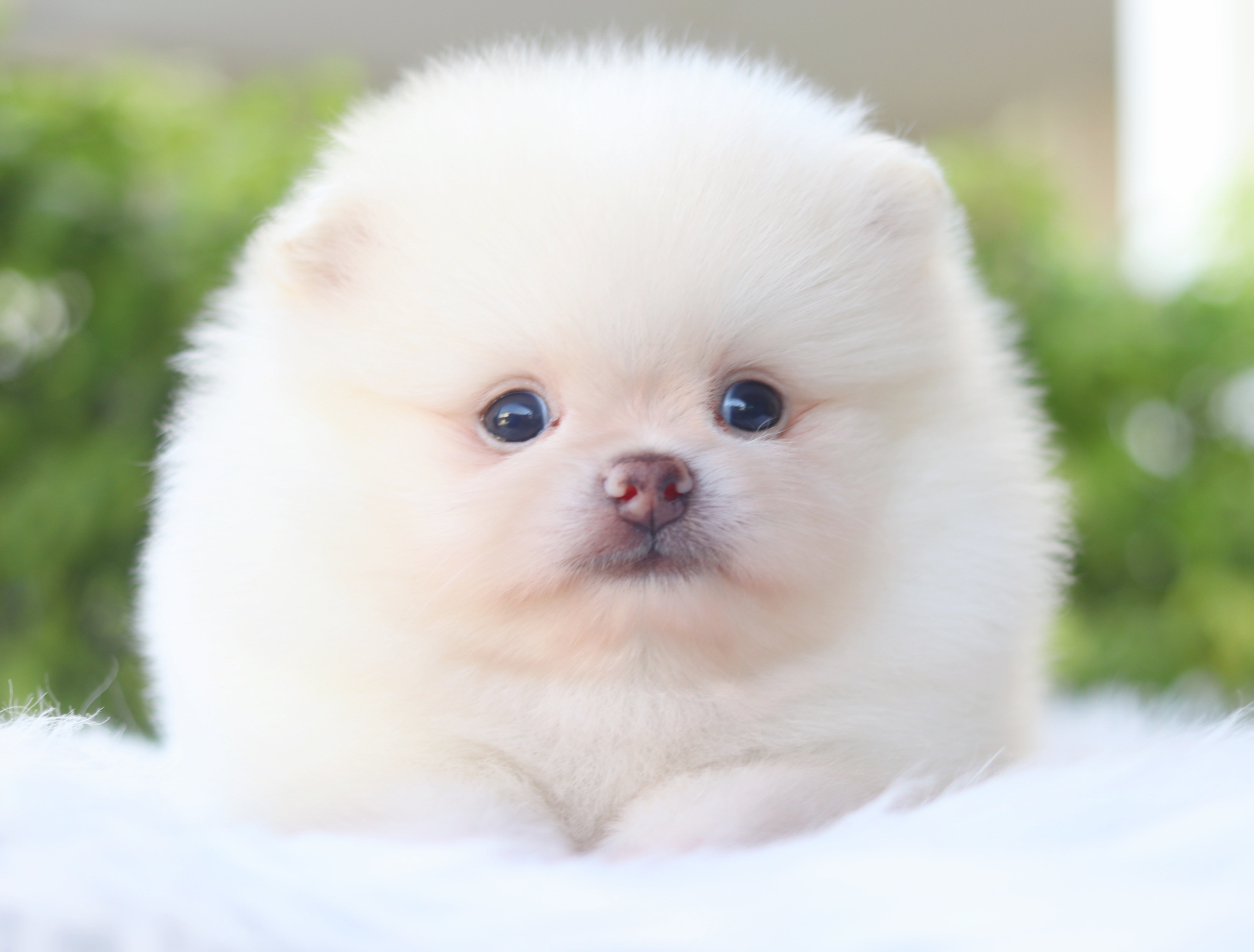 ปอมเมอเรเนียน เพศผู้สีขาวครีม