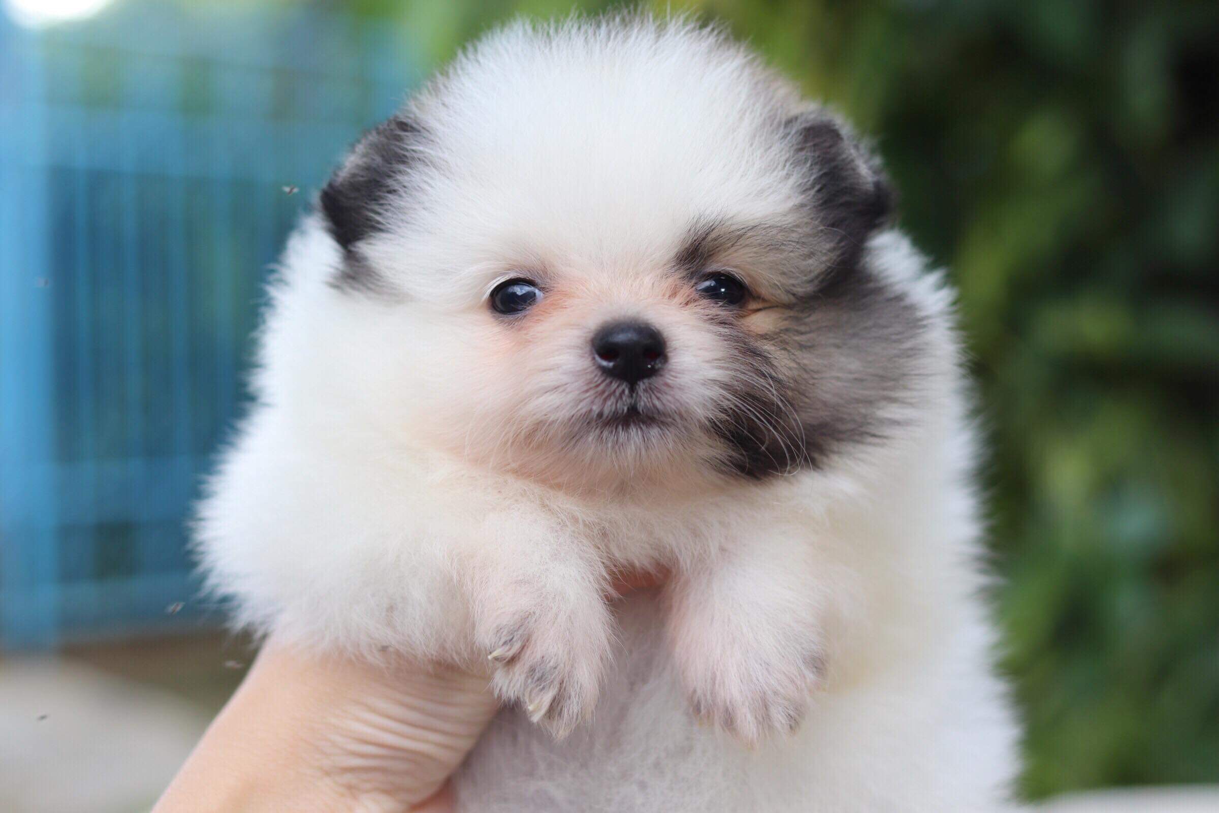 ปอมเมอเรเนียน เพศผู้