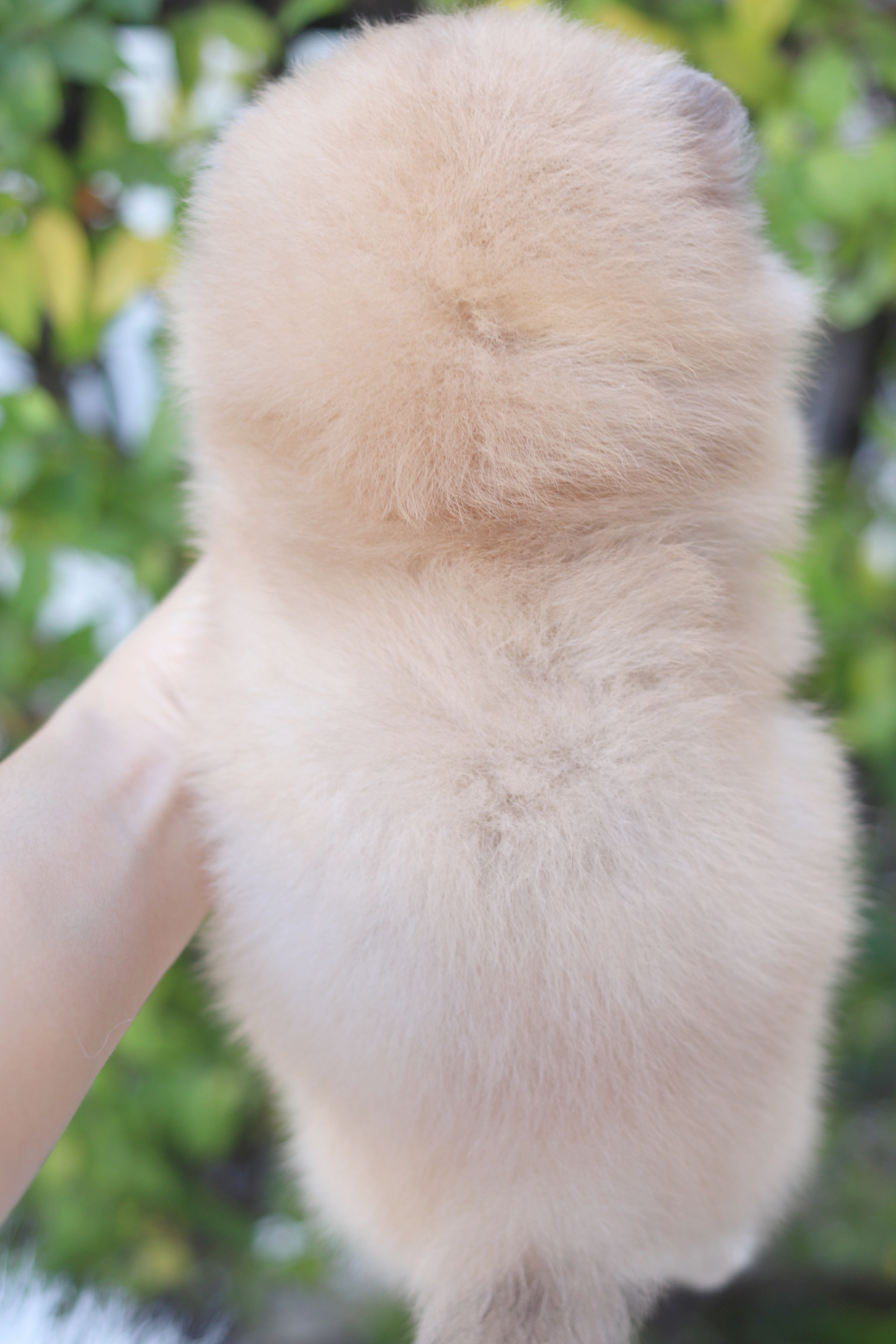 ปอมเมอเรเนียน เพศผู้ สีส้ม