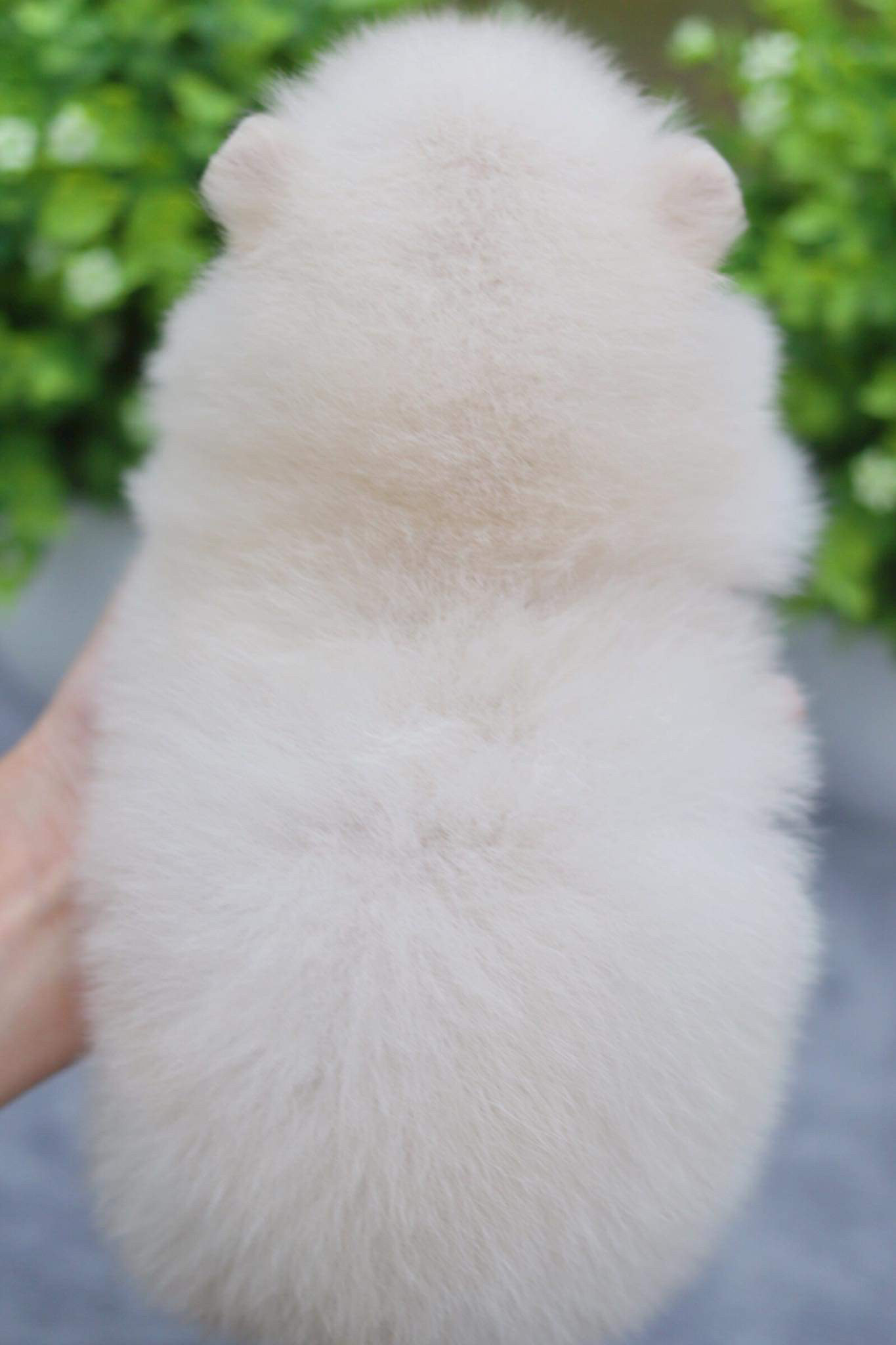 ปอมเมอเรเนียน เพศผู้