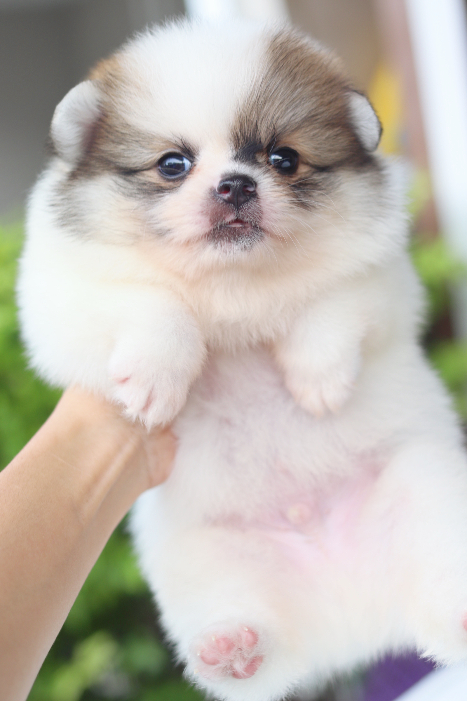 ปอมเมอเรเนียน เพศผู้สีแฟนซี