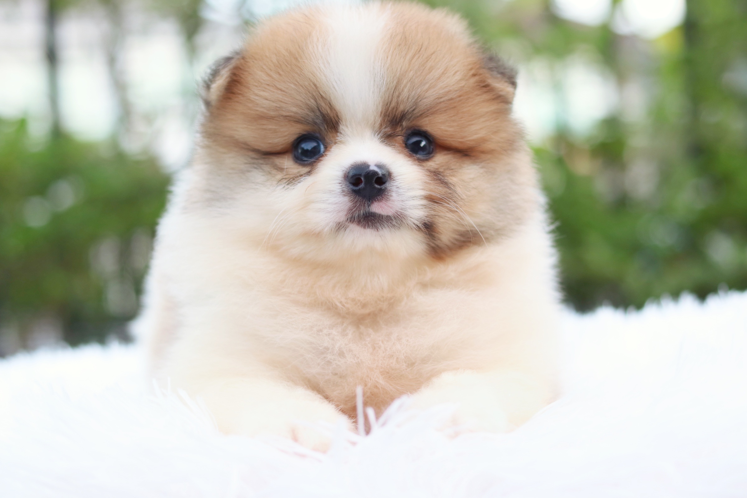 ปอมเมอเรเนียน เพศผู้แฟนซีไซส์เล็ก