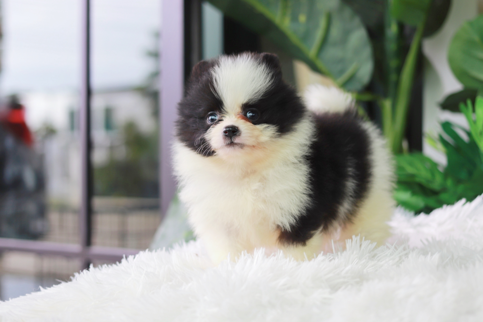 ปอมเมอเรเนียน เพศผู้ สีแฟนซีขาวดำ