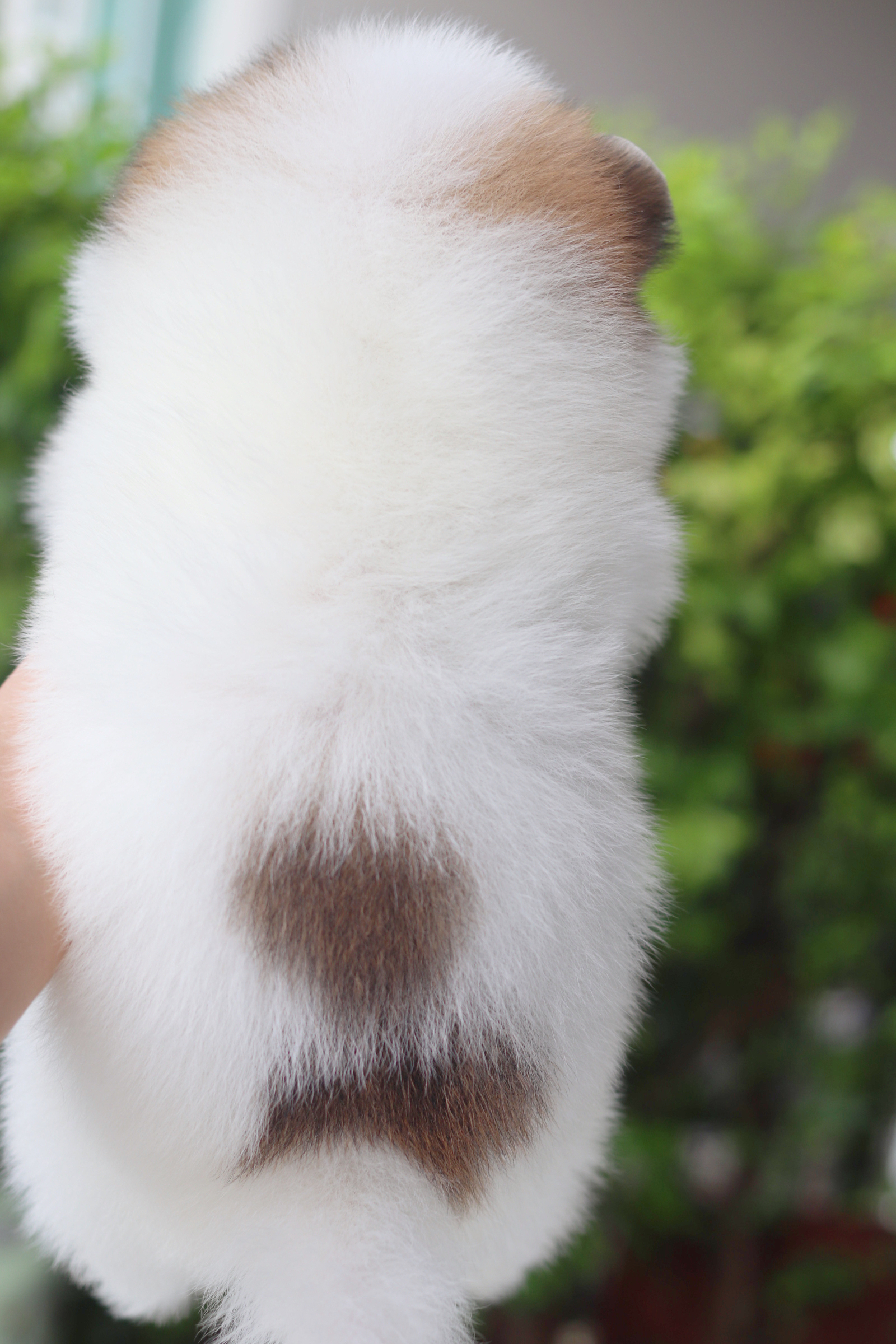 ปอมเมอเรเนียน เพศผู้สีแฟนซี