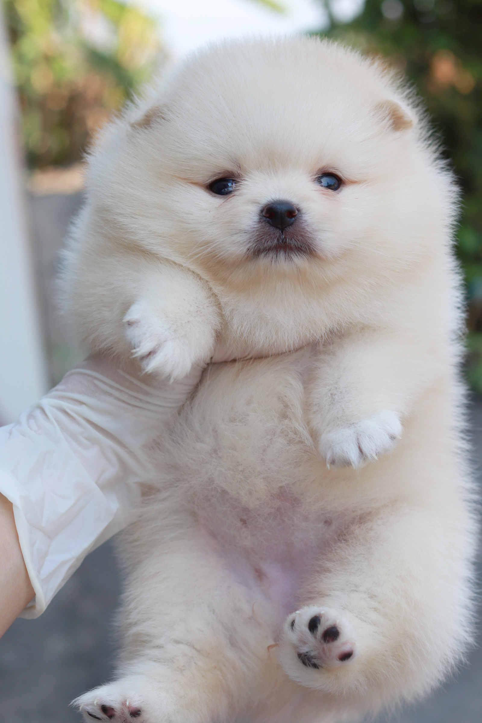 ปอมเมอเรเนียน เพศเมีย