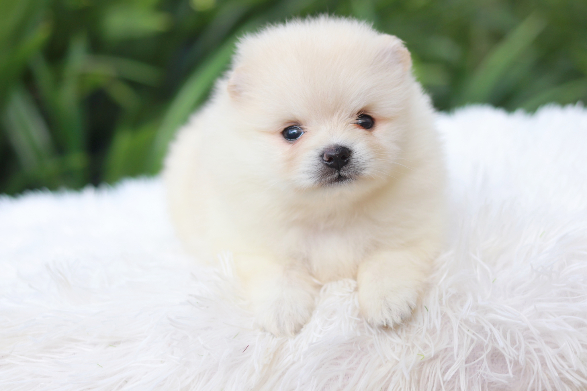 ปอมเมอเรเนียน เพศเมีย ขาวครีม ขนแน่น