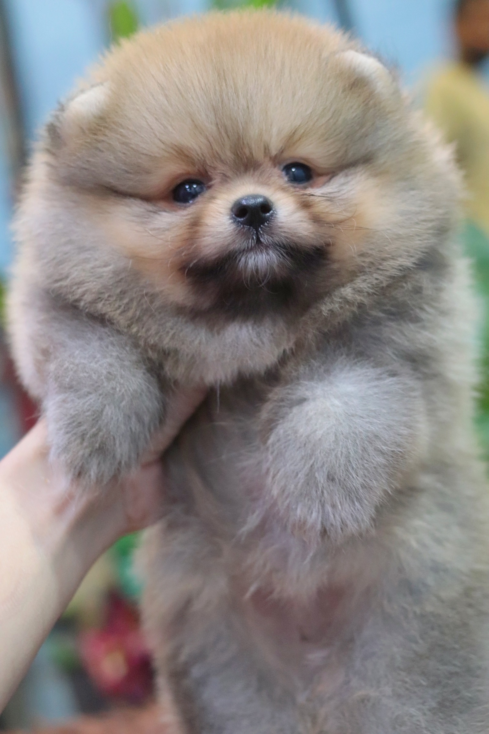 ปอมเมอเรเนียน เพศผู้สีส้ม