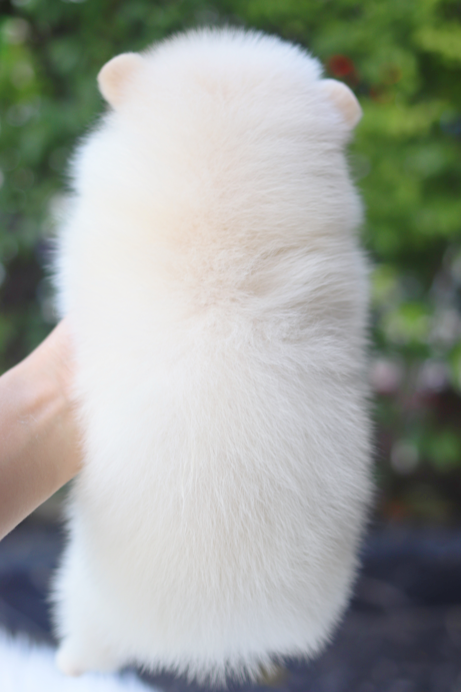 ปอมเมอเรเนียน เพศผู้สีขาวครีม