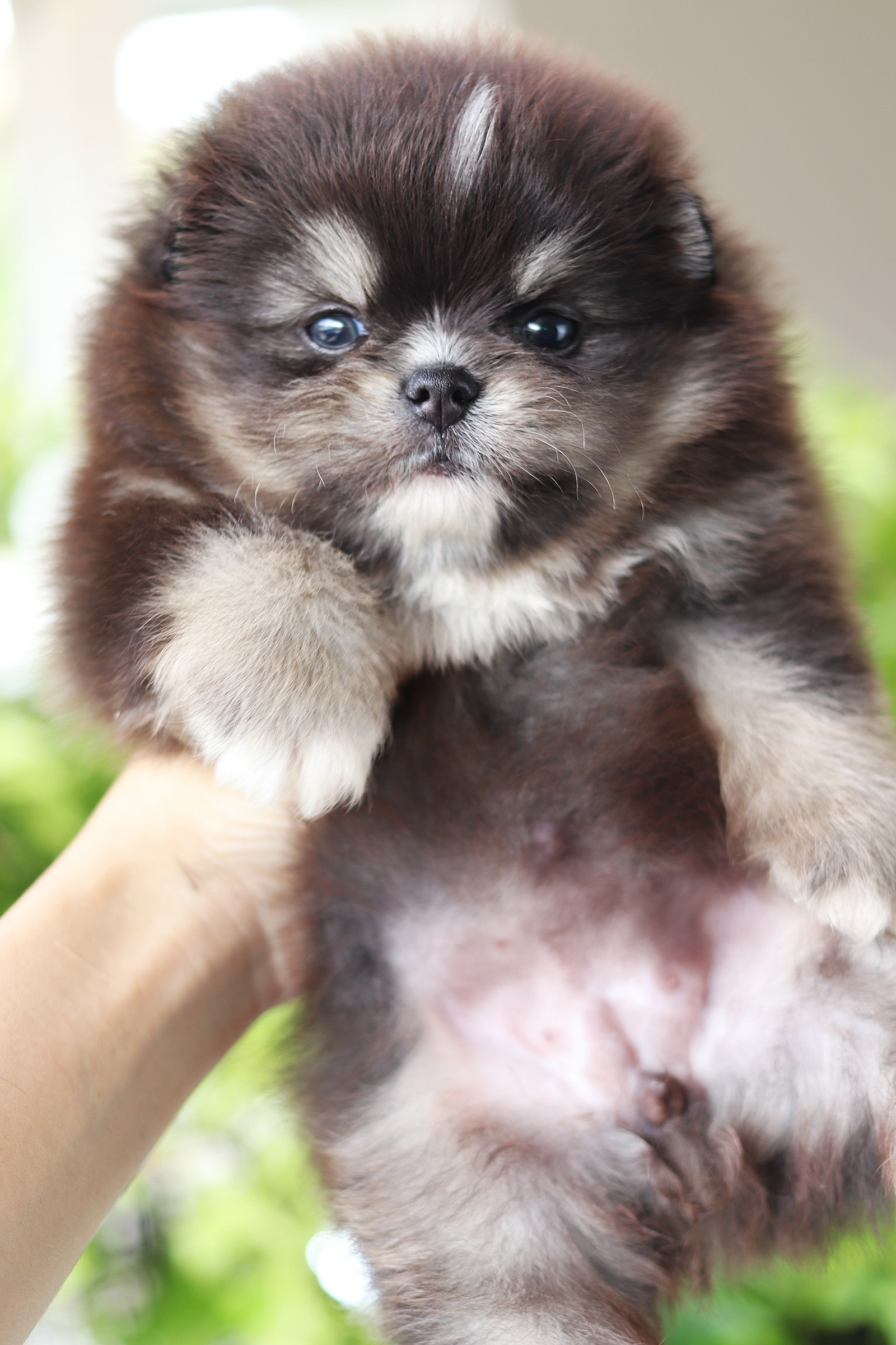 ปอมเมอเรเนียน เพศเมียสีแบล็คแทน เกรดโชว์