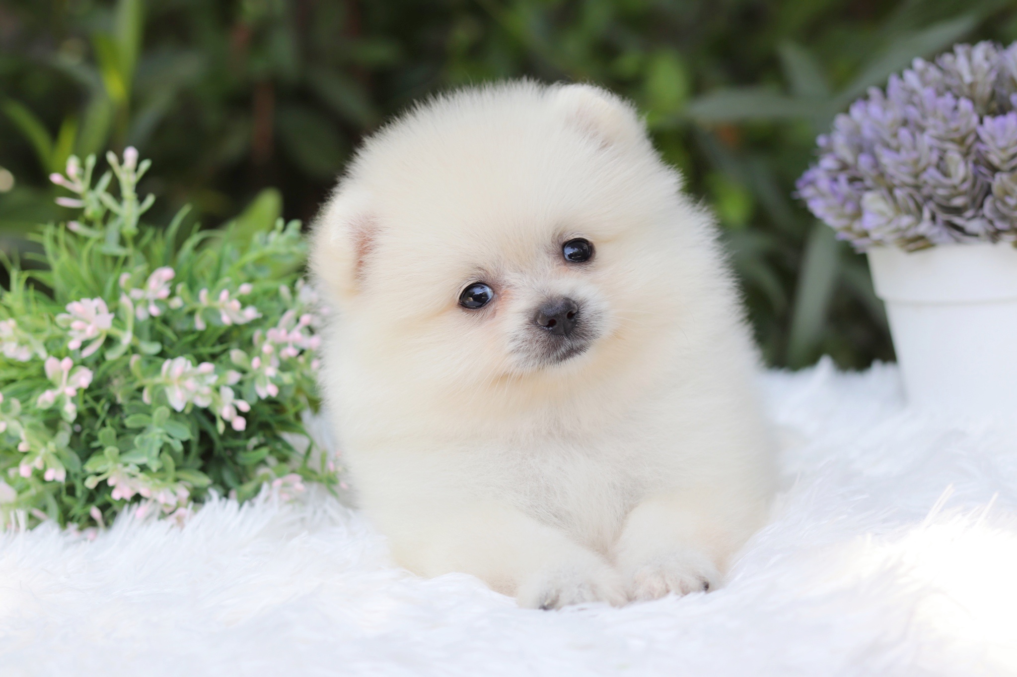 ปอมเมอเรเนียน เพศเมีย สีขาวครีม