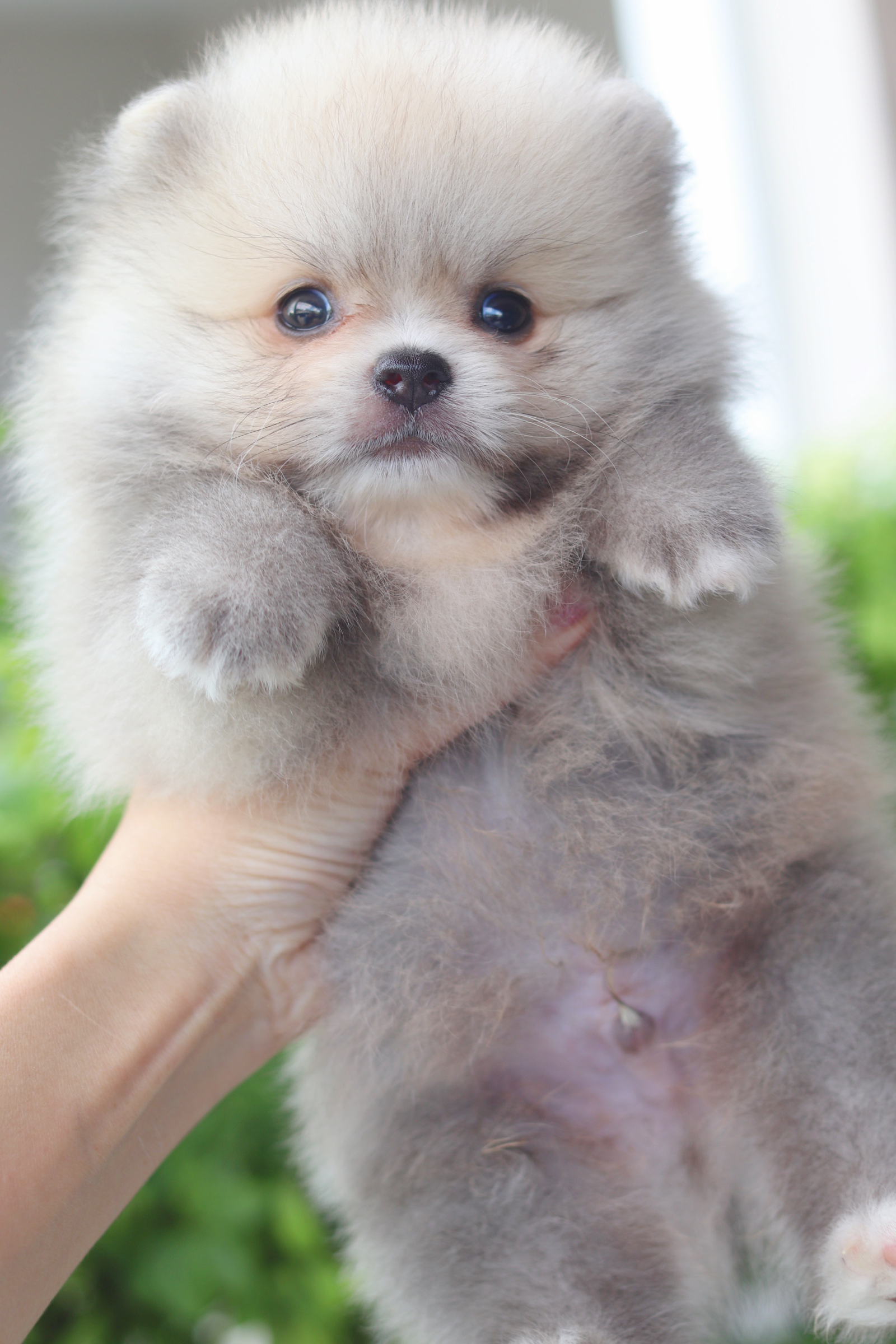 ปอมเมอเรเนียน เพศผู้สีส้ม