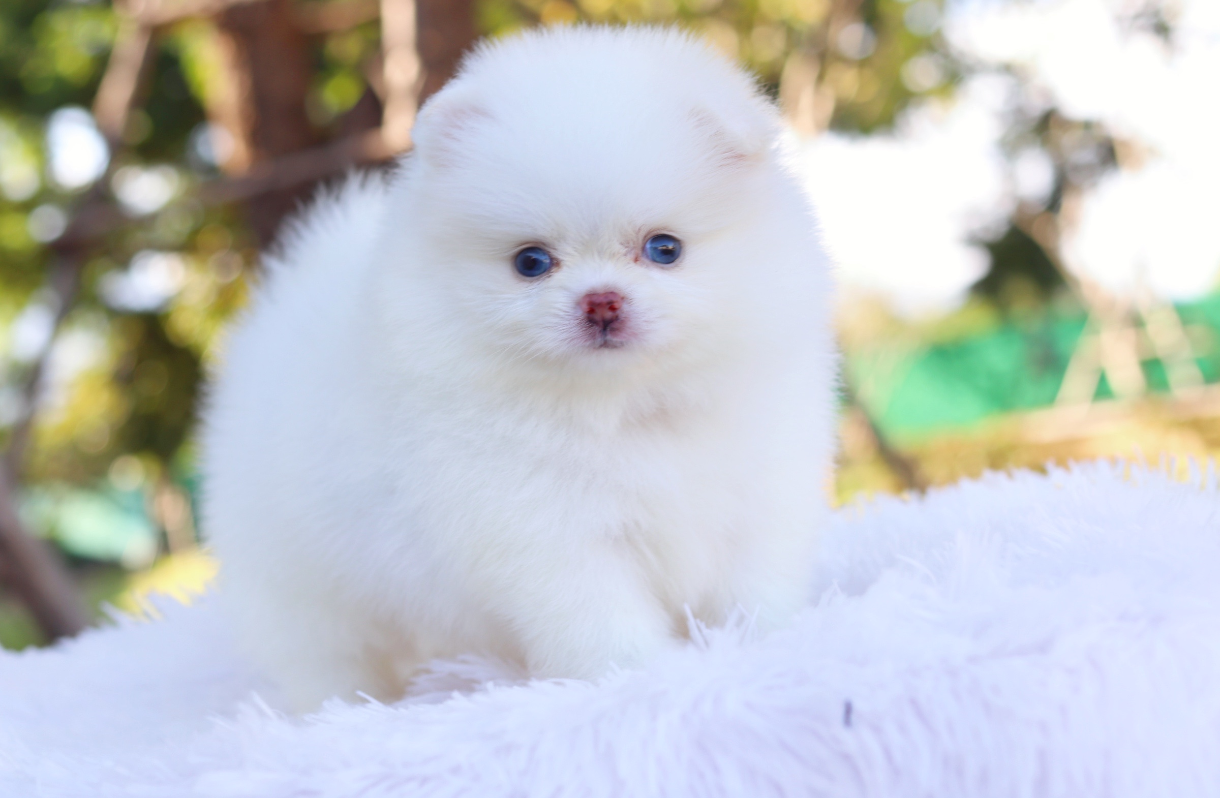 ปอมเมอเรเนียน เพศผู้ สีขาวครีมตาฟ้า