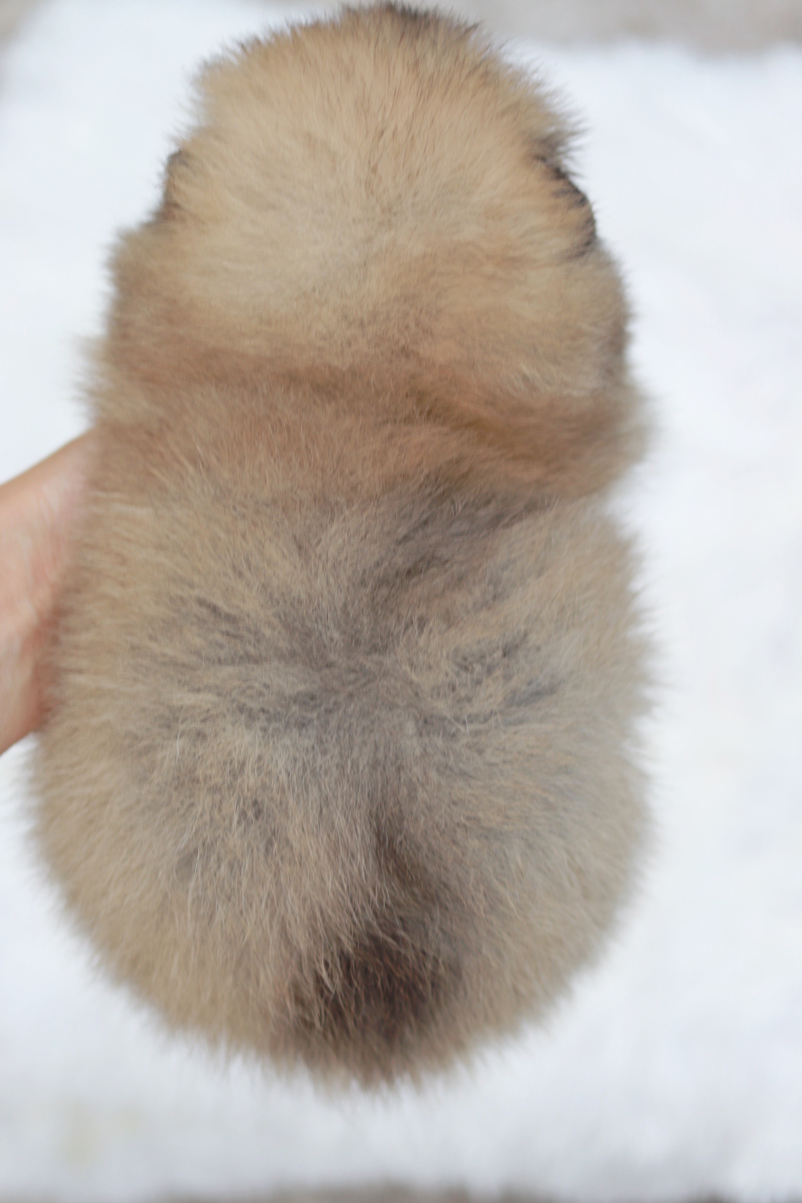 ปอมเมอเรเนียน เพศเมียสีส้ม