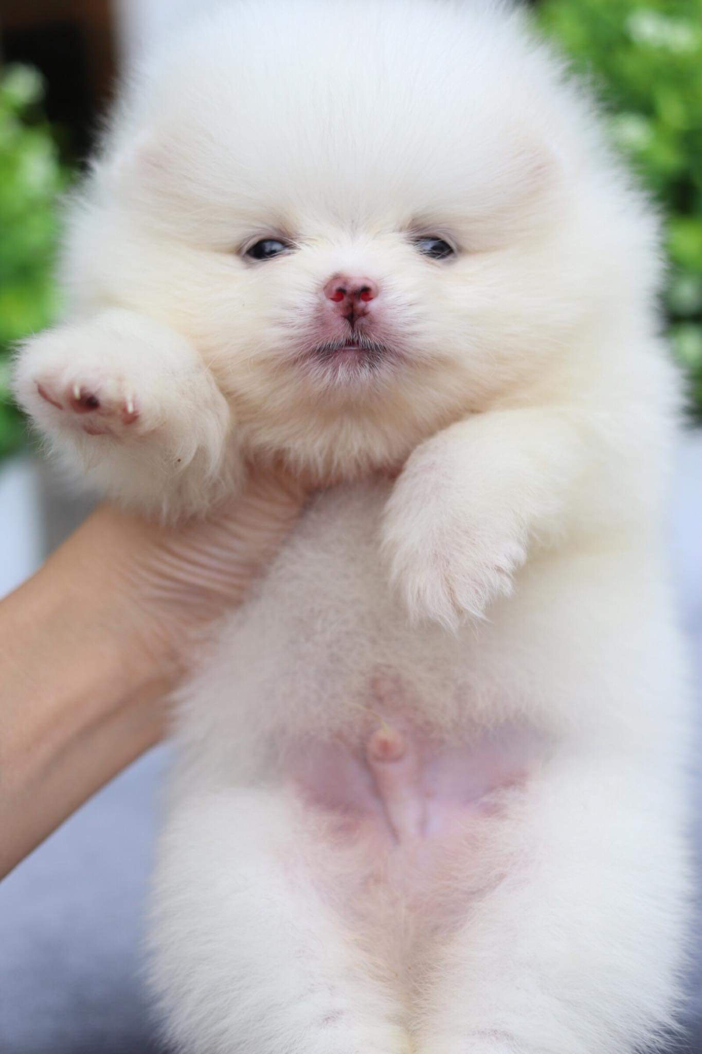 ปอมเมอเรเนียน เพศผู้