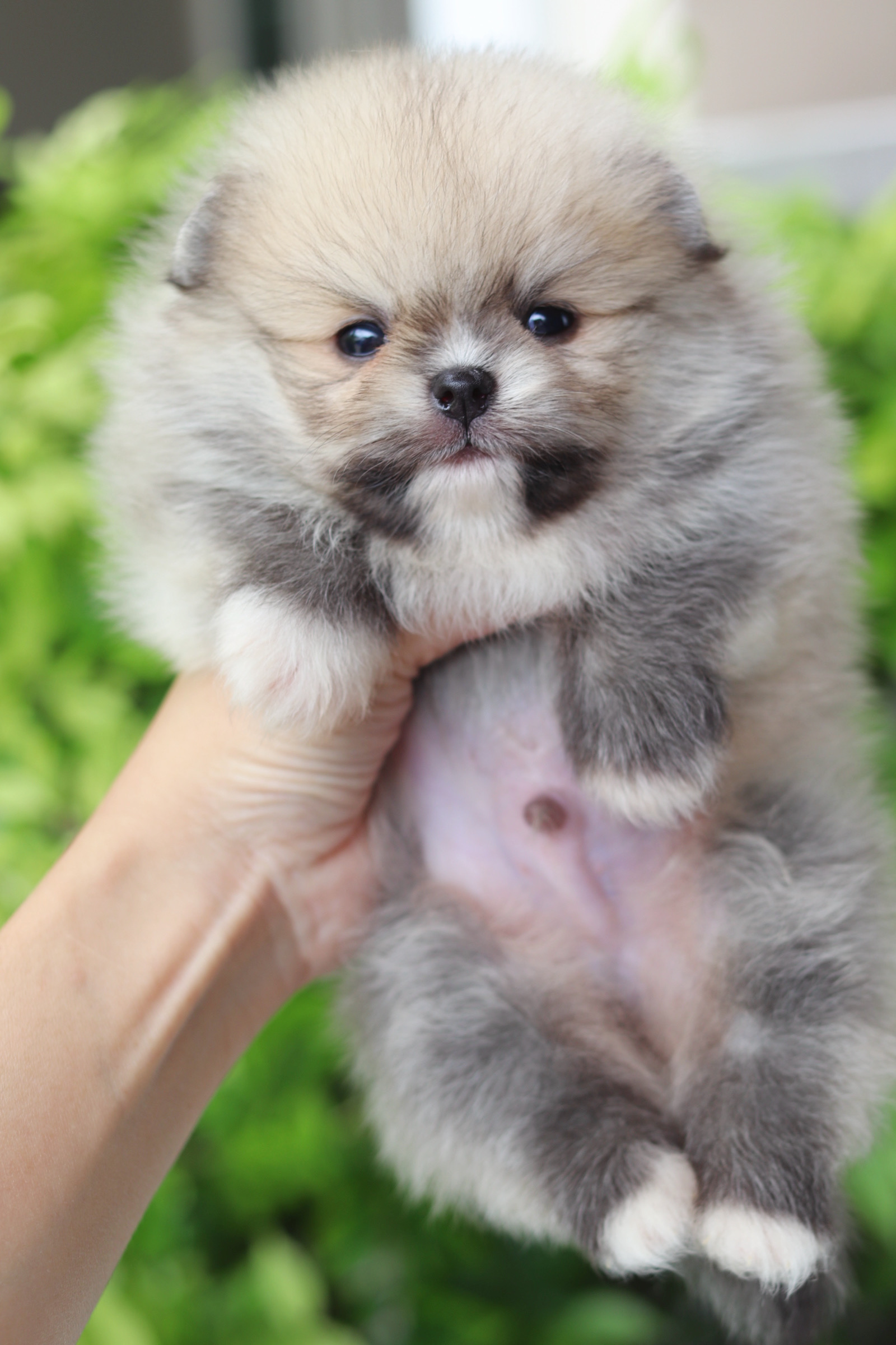 ปอมเมอเรเนียน เพศผู้สีส้ม เกรดโชว์