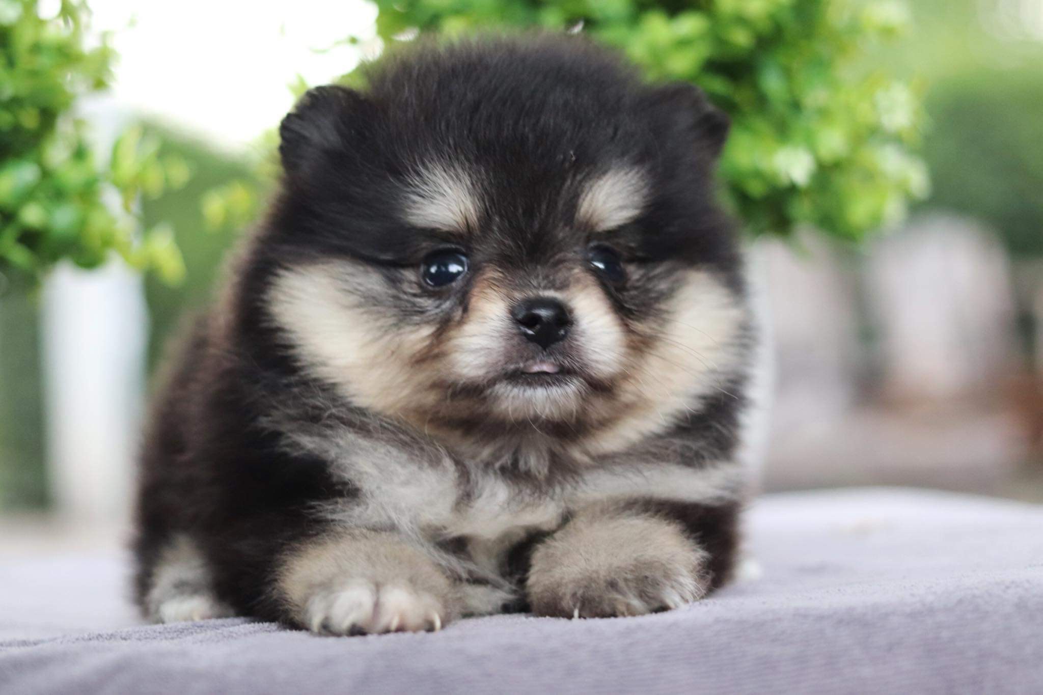 ปอมเมอเรเนียน เพศเมีย