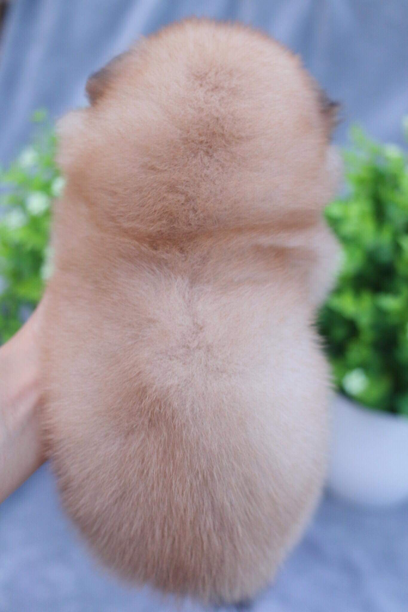 ปอมเมอเรเนียน เพศเมีย