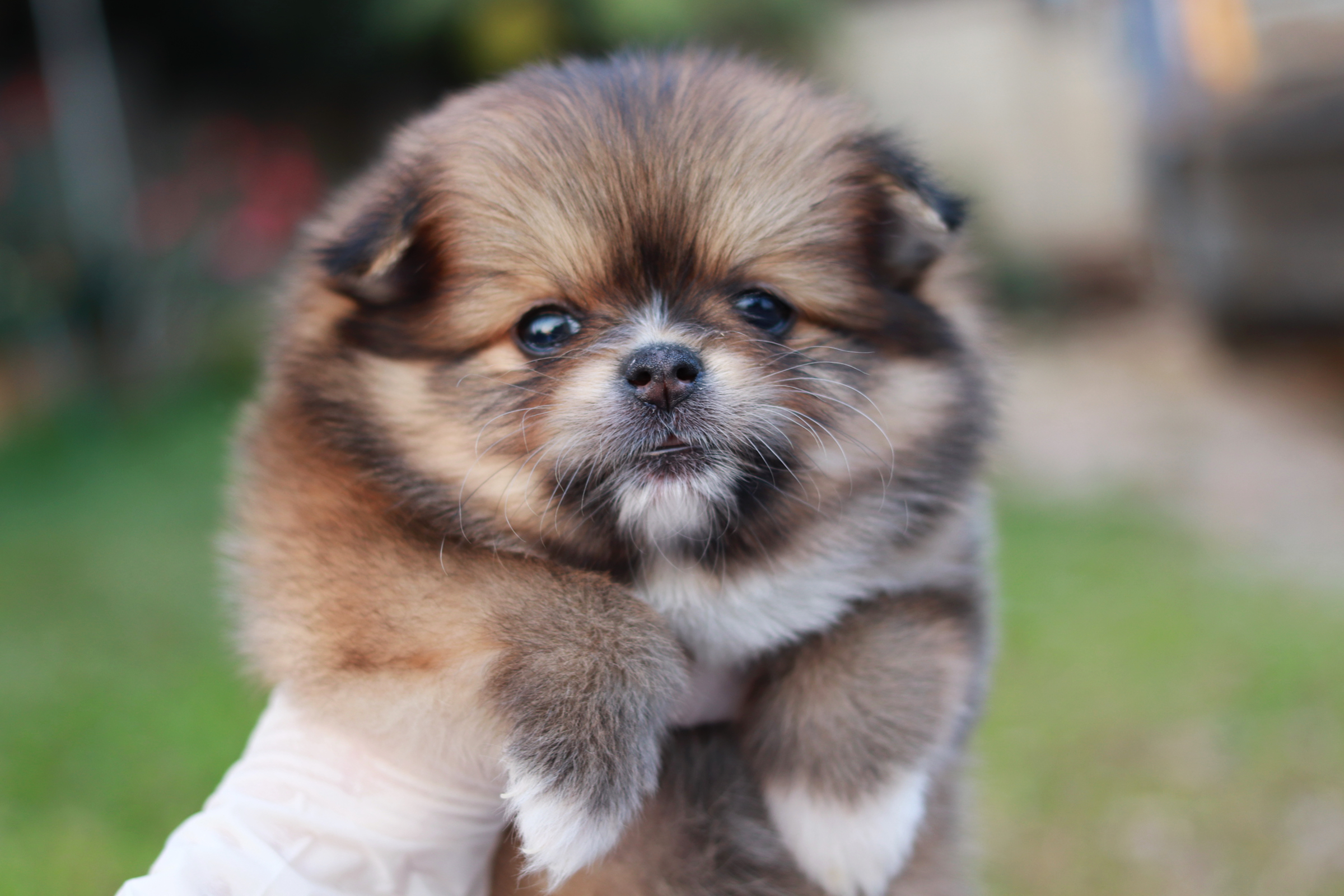 ปอมเมอเรเนียน เพศเมีย สีส้มน่ารักขี้อ้อน