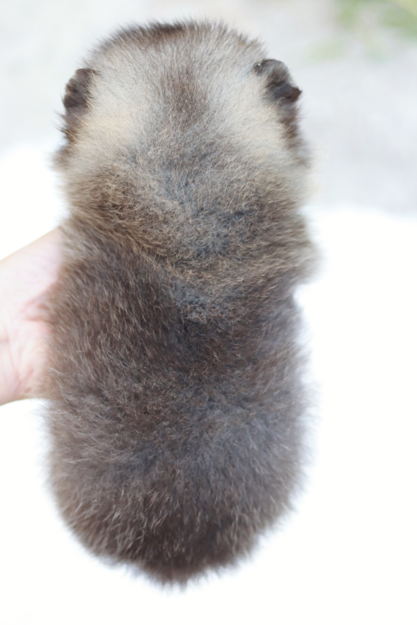 ปอมเมอเรเนียน เพศผู้ สีส้ม