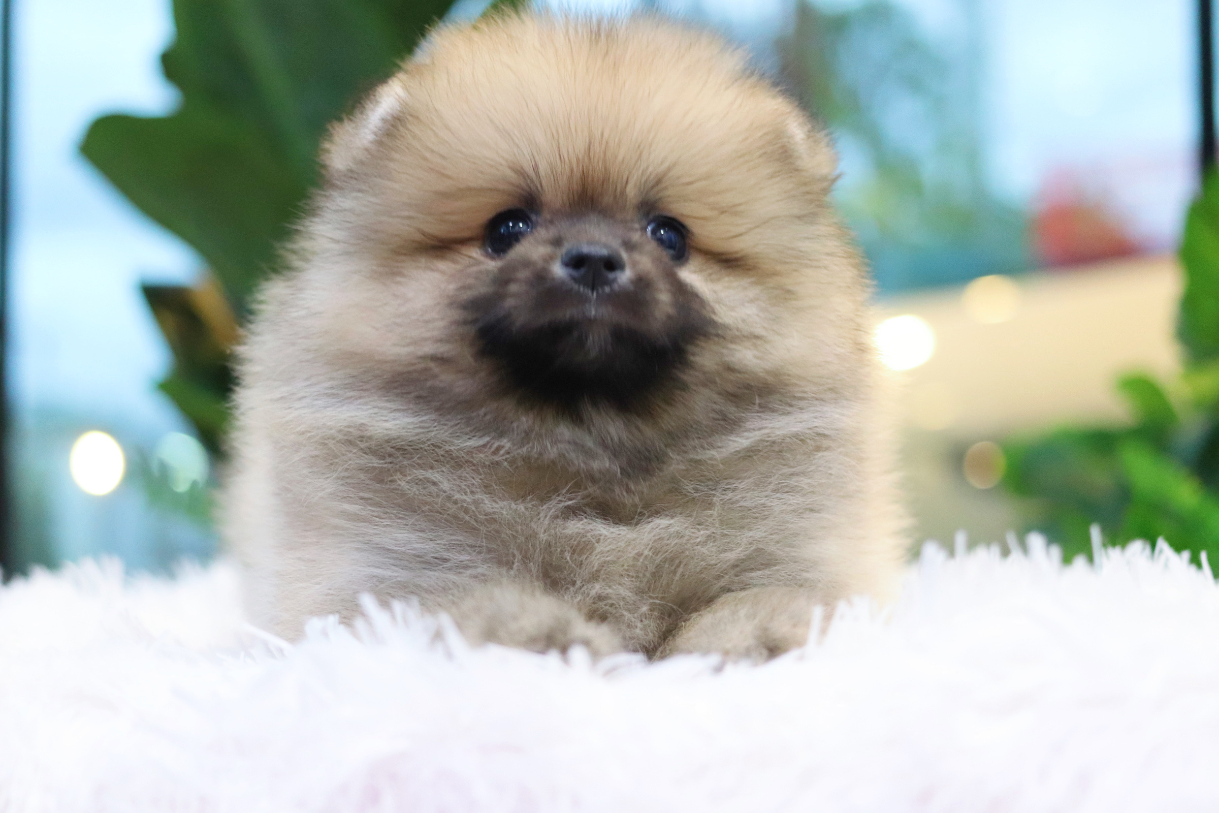 ปอมเมอเรเนียน เพศผู้ สีส้ม