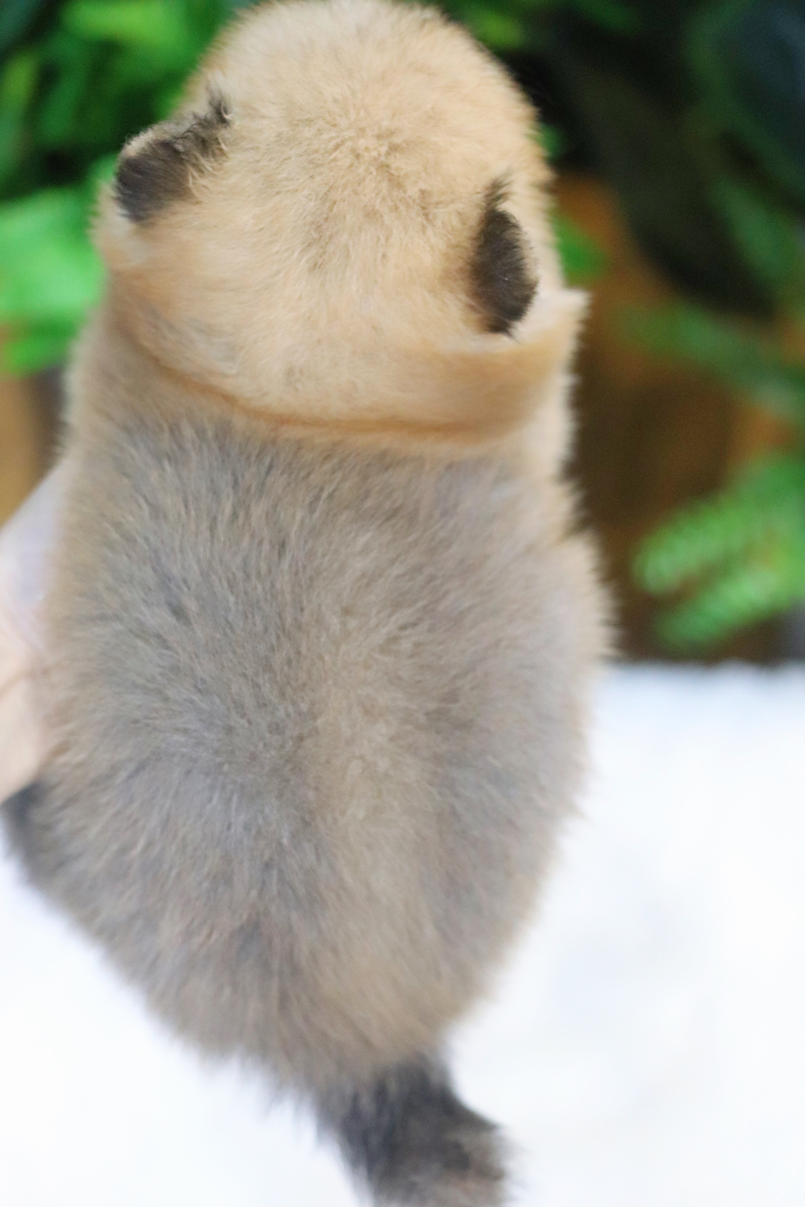 ปอมเมอเรเนียน เพศผู้ สีส้ม