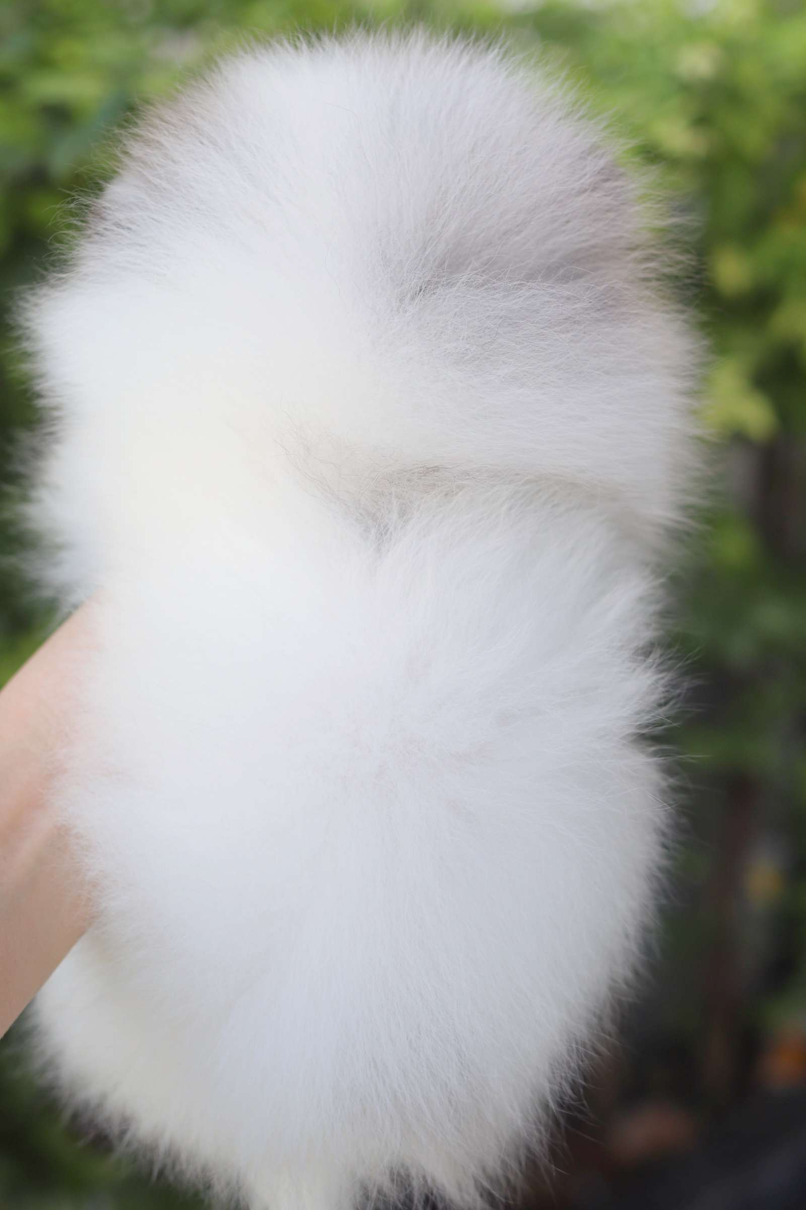 ปอมเมอเรเนียน เพศผู้สีแฟนซีเมอร์เร่