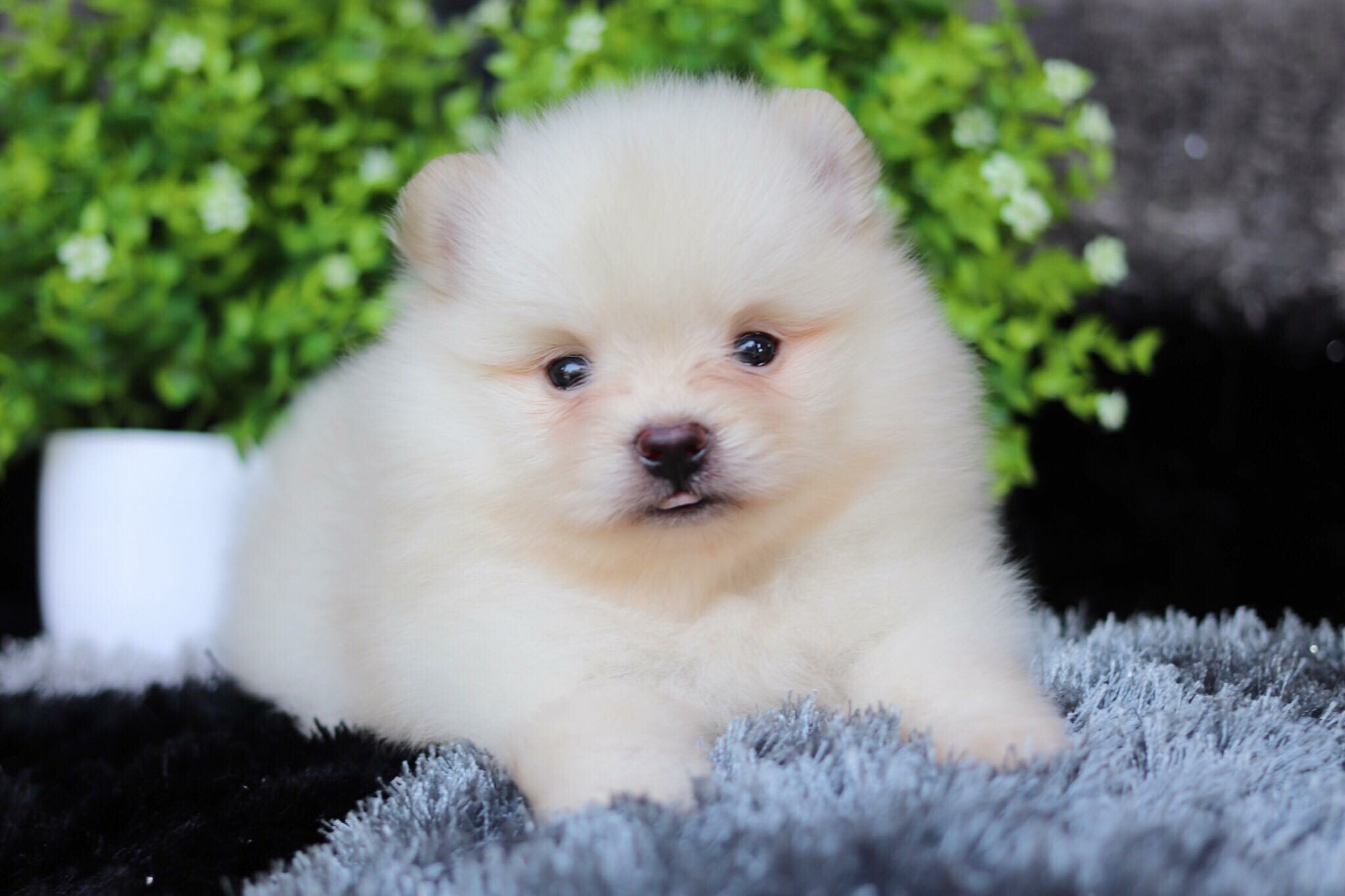 ปอมเมอเรเนียน เพศผู้