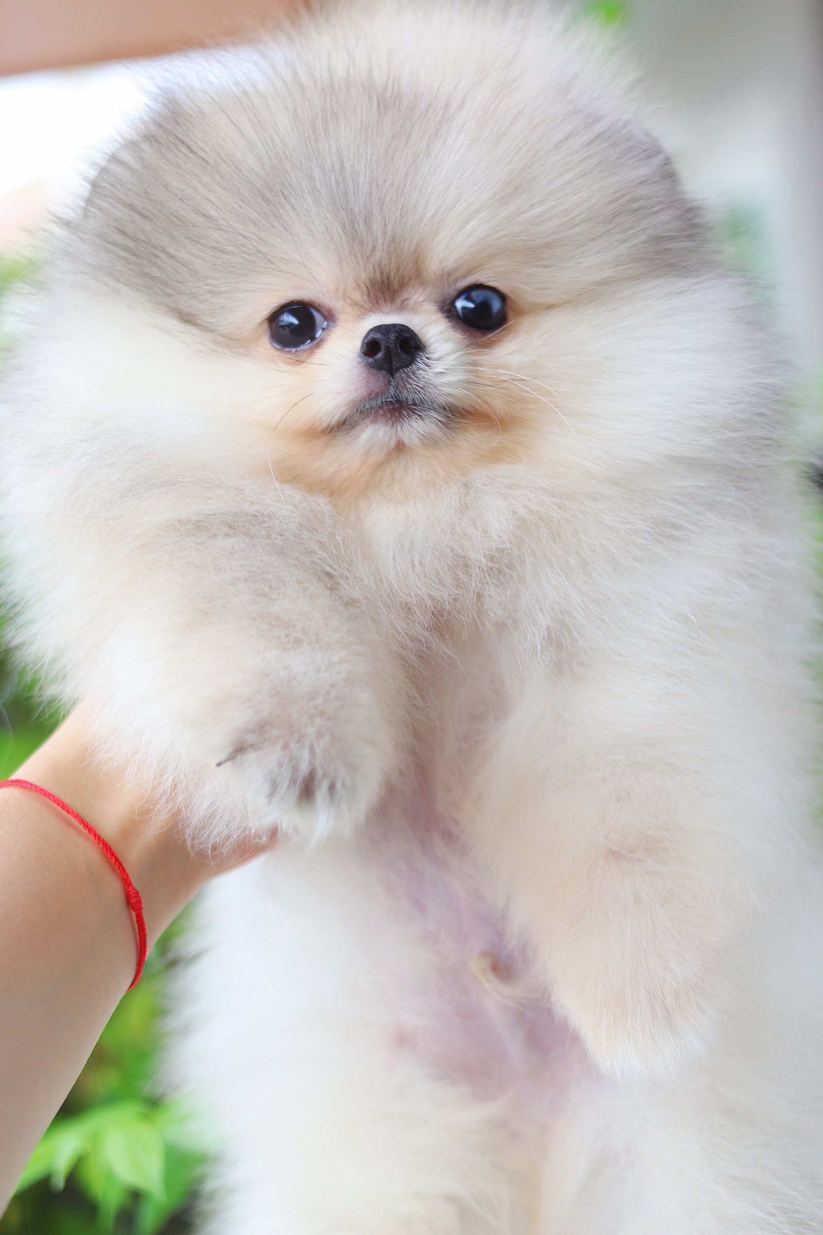 ปอมเมอเรเนียน เพศผู้ สีส้ม เกรดโชว๋