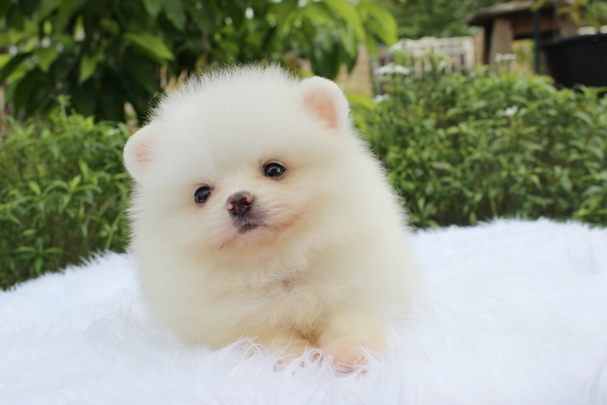 ปอมเมอเรเนียน เพศผู้ขาวครีม