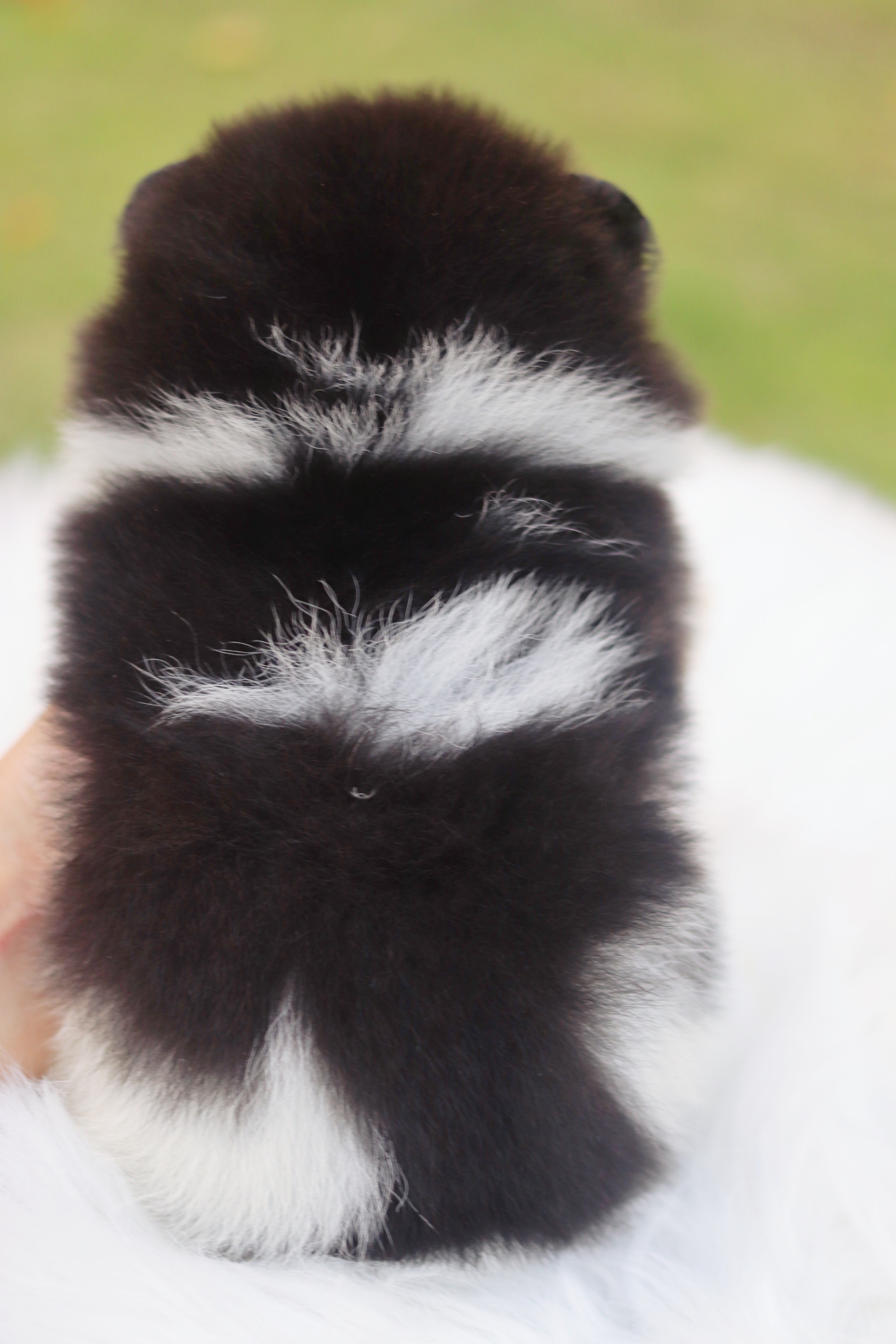 ปอมเมอเรเนียน เพศผู้สีแฟนซี