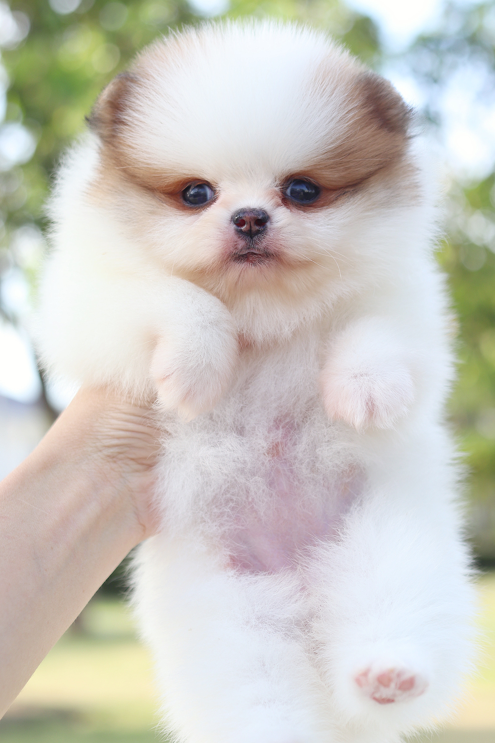 ปอมเมอเรเนียน เพศเมียสีแฟนซี