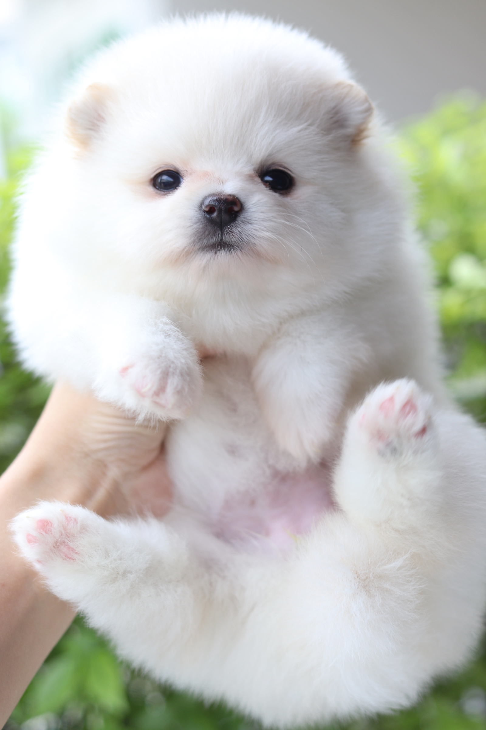 ปอมเมอเรเนียน เพศเมียสีขาวครีม